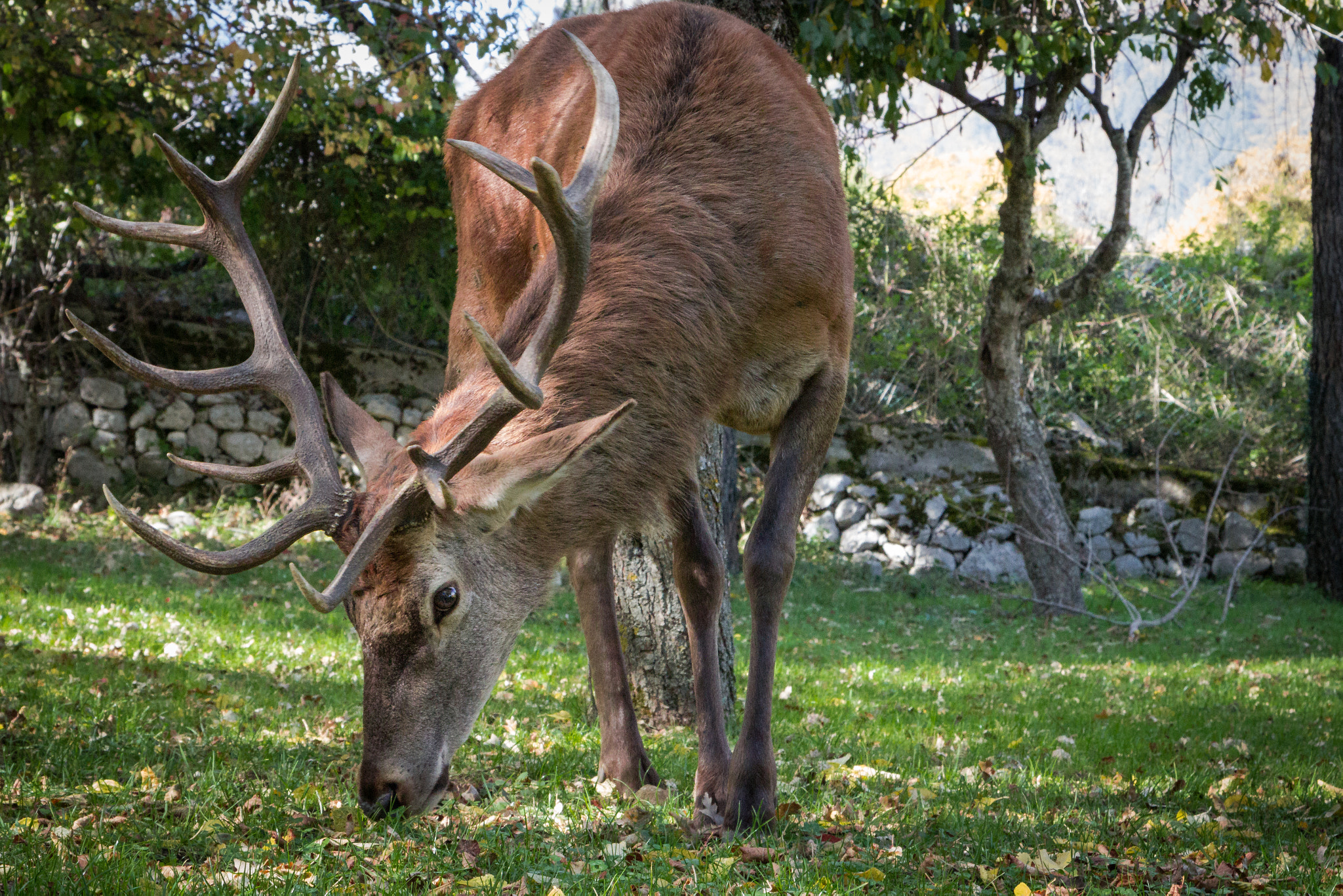 Canon EOS 600D (Rebel EOS T3i / EOS Kiss X5) sample photo. Deer photography