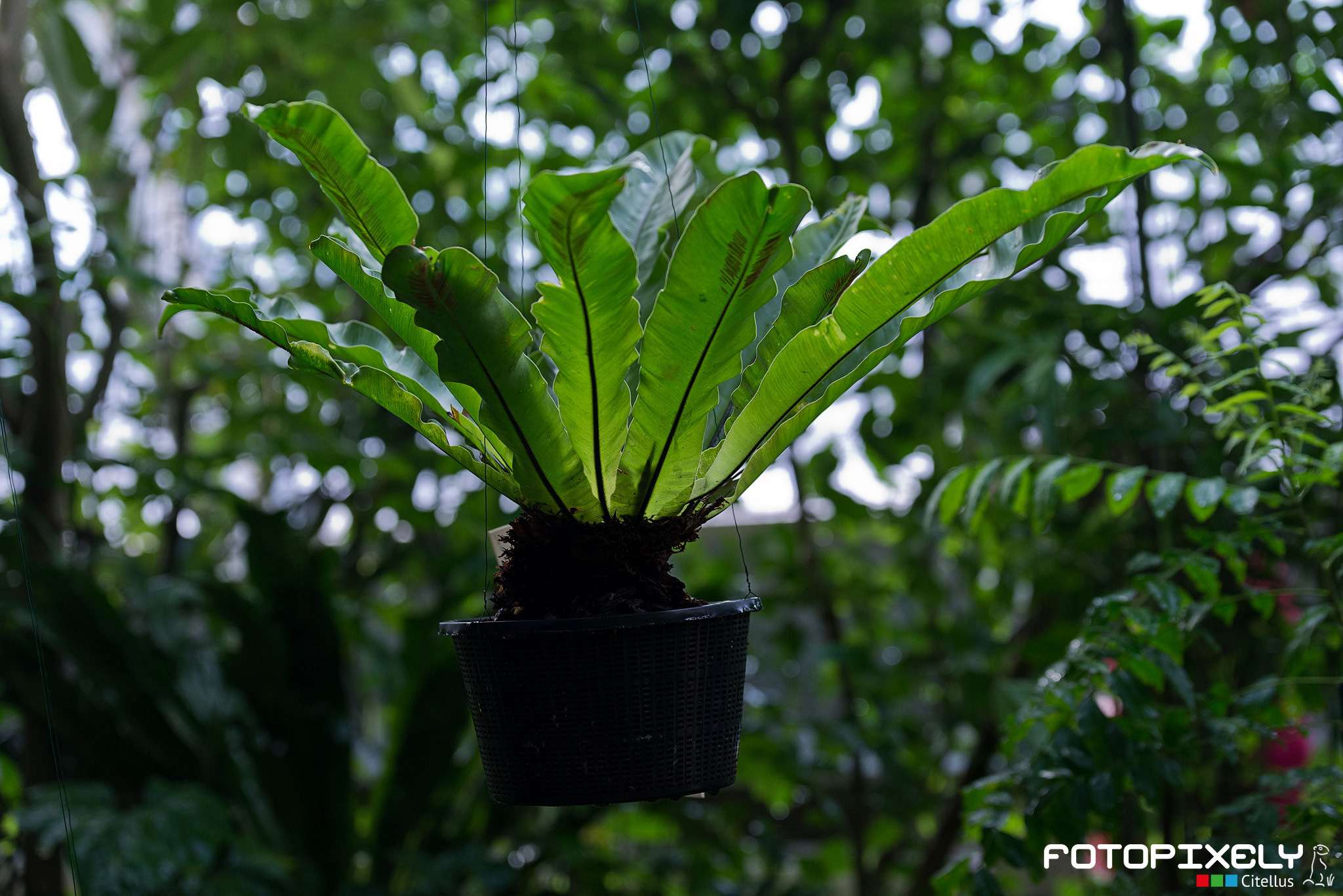 Nikon AF-S Nikkor 70-200mm F2.8G ED VR II sample photo. Flóra / flora photography