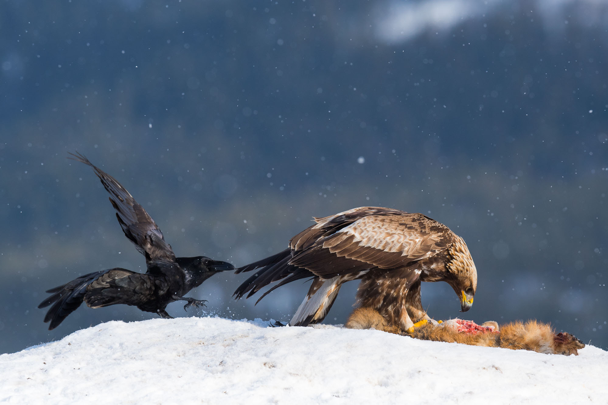 Nikon AF-S Nikkor 500mm F4E FL ED VR sample photo. Get lost! photography