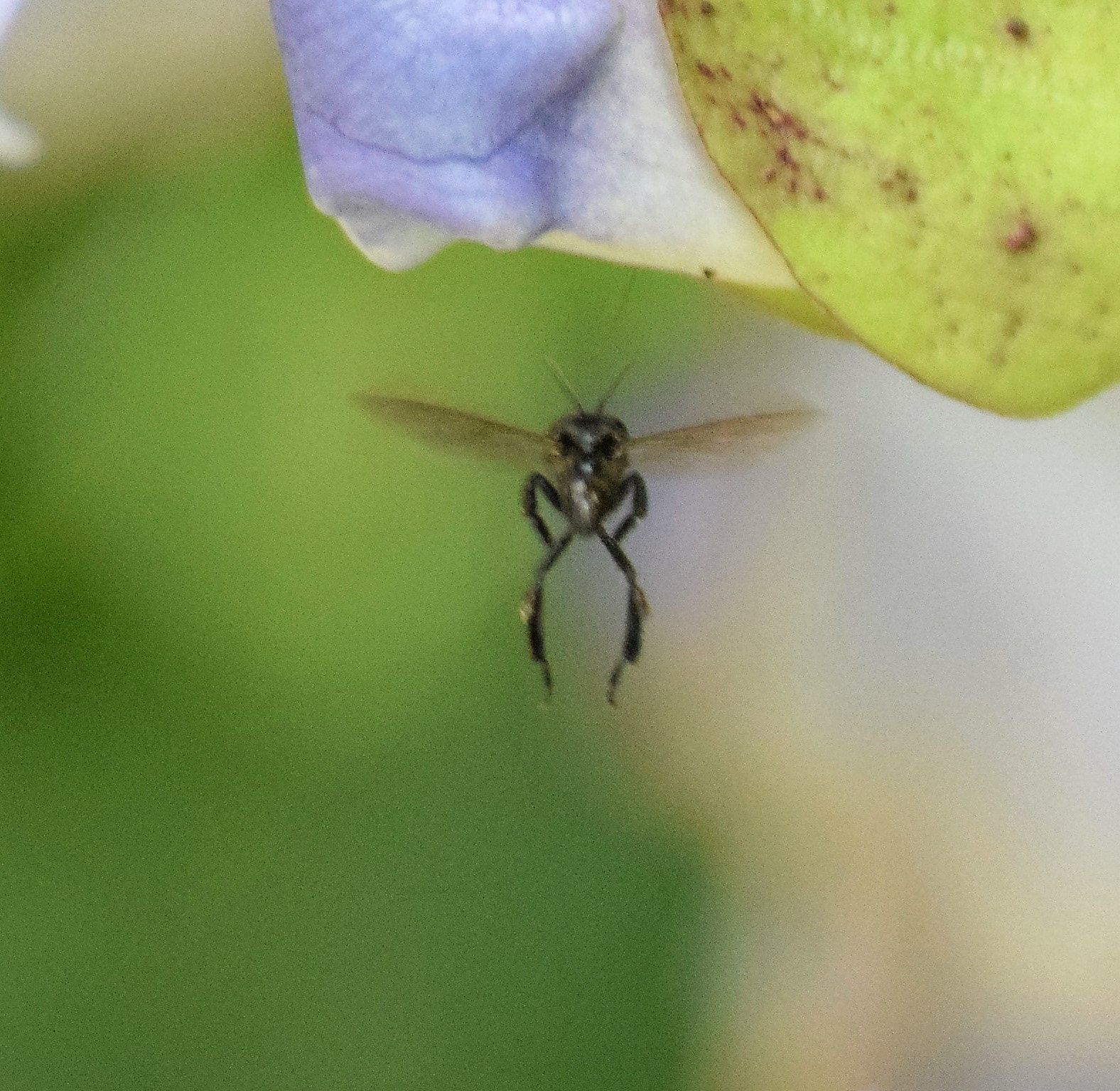 Sigma 70-300mm F4-5.6 APO DG Macro sample photo. Flying photography