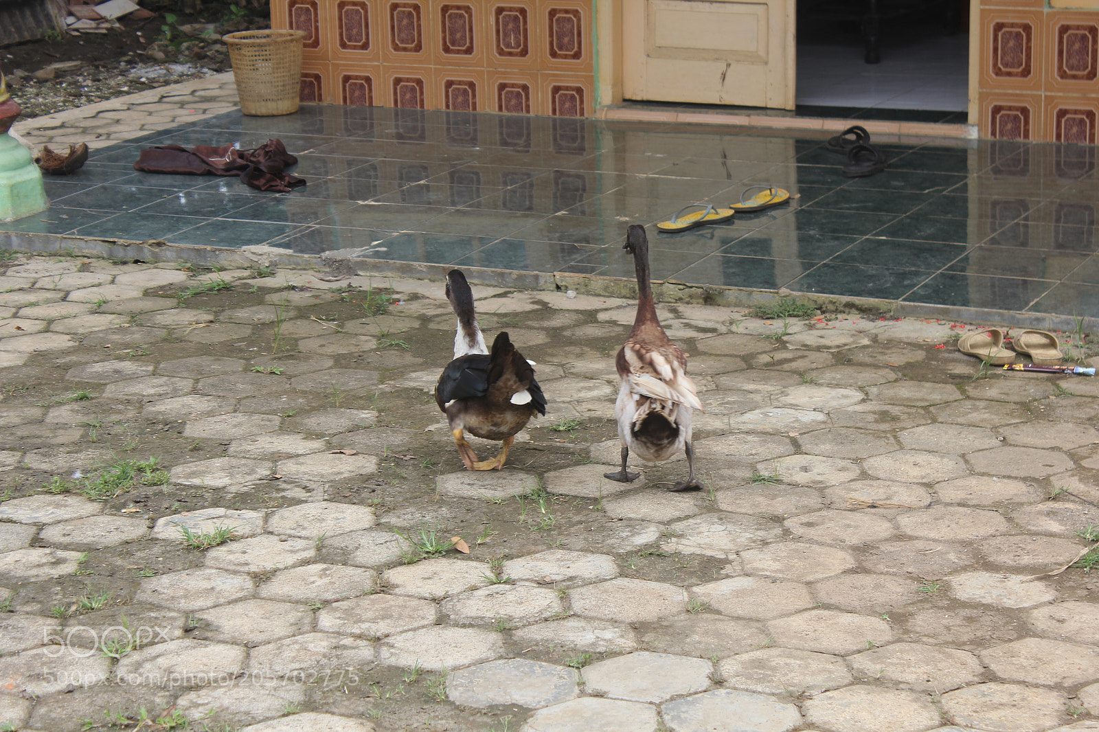 Canon EOS 60D sample photo. Img photography