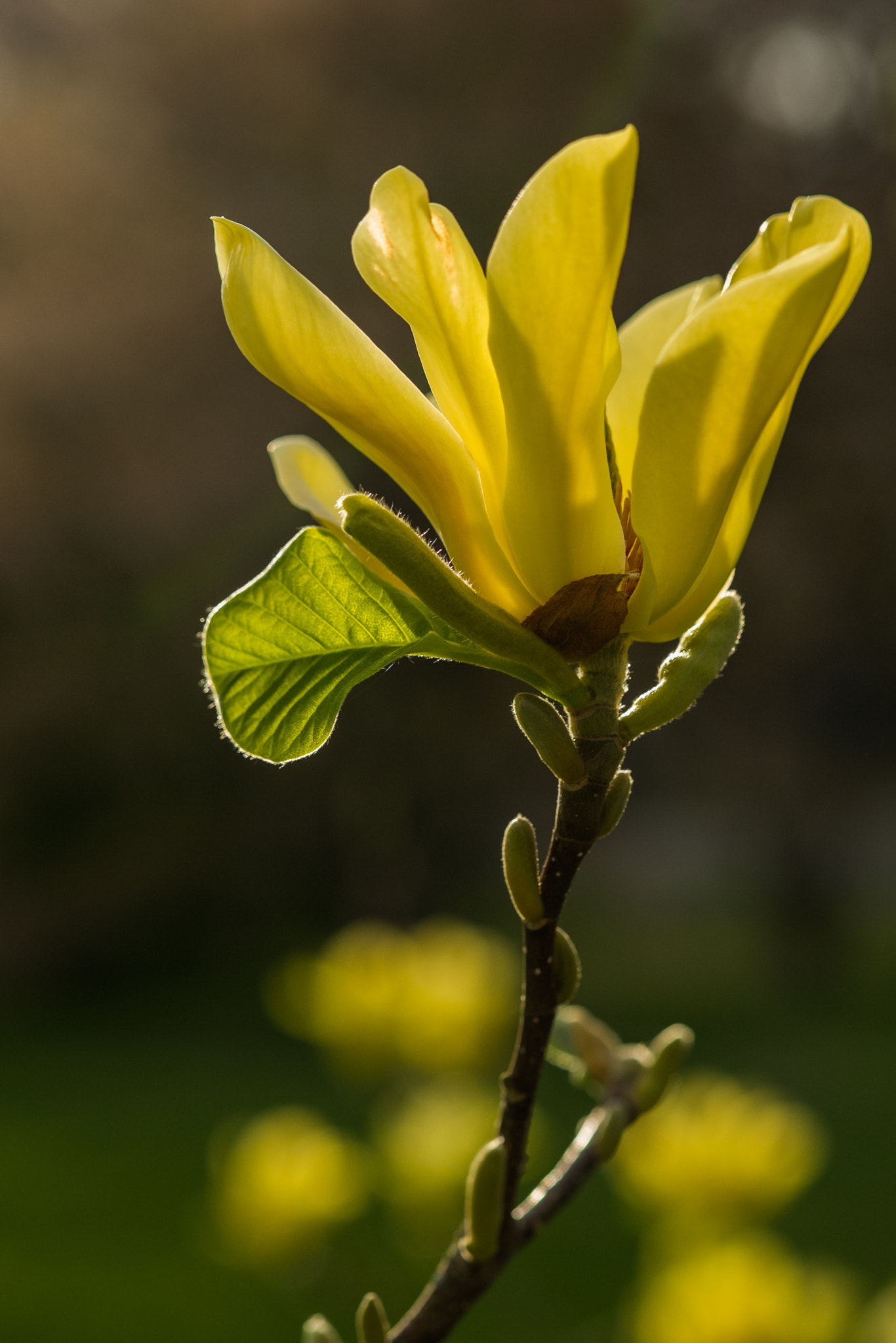 Fujifilm X-E1 sample photo. Gelbe magnolie photography