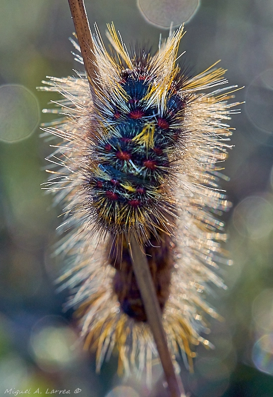 Sony ILCA-77M2 sample photo. Backlighting caterpillar photography