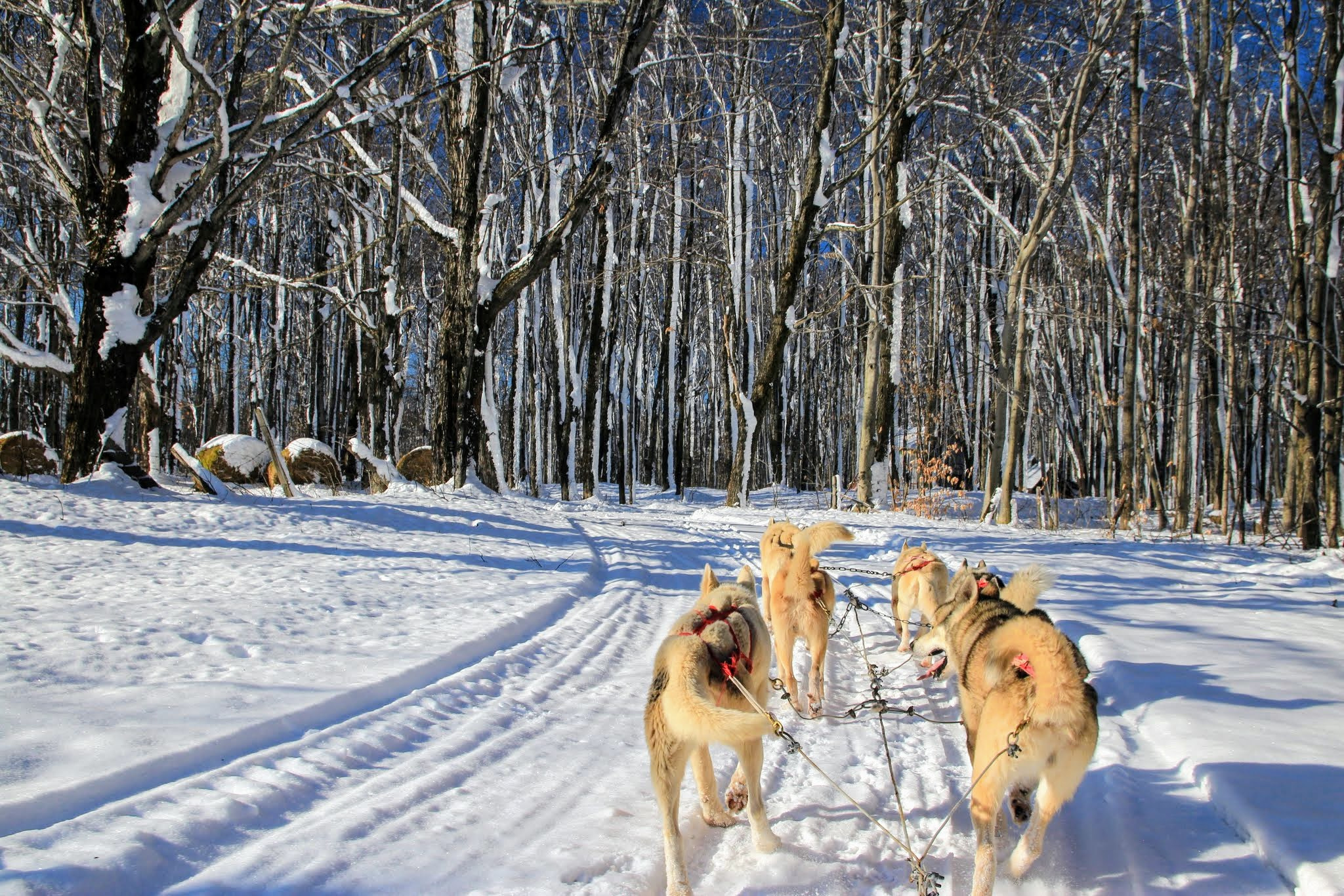 Sigma 17-70mm F2.8-4 DC Macro OS HSM sample photo. Dogs photography