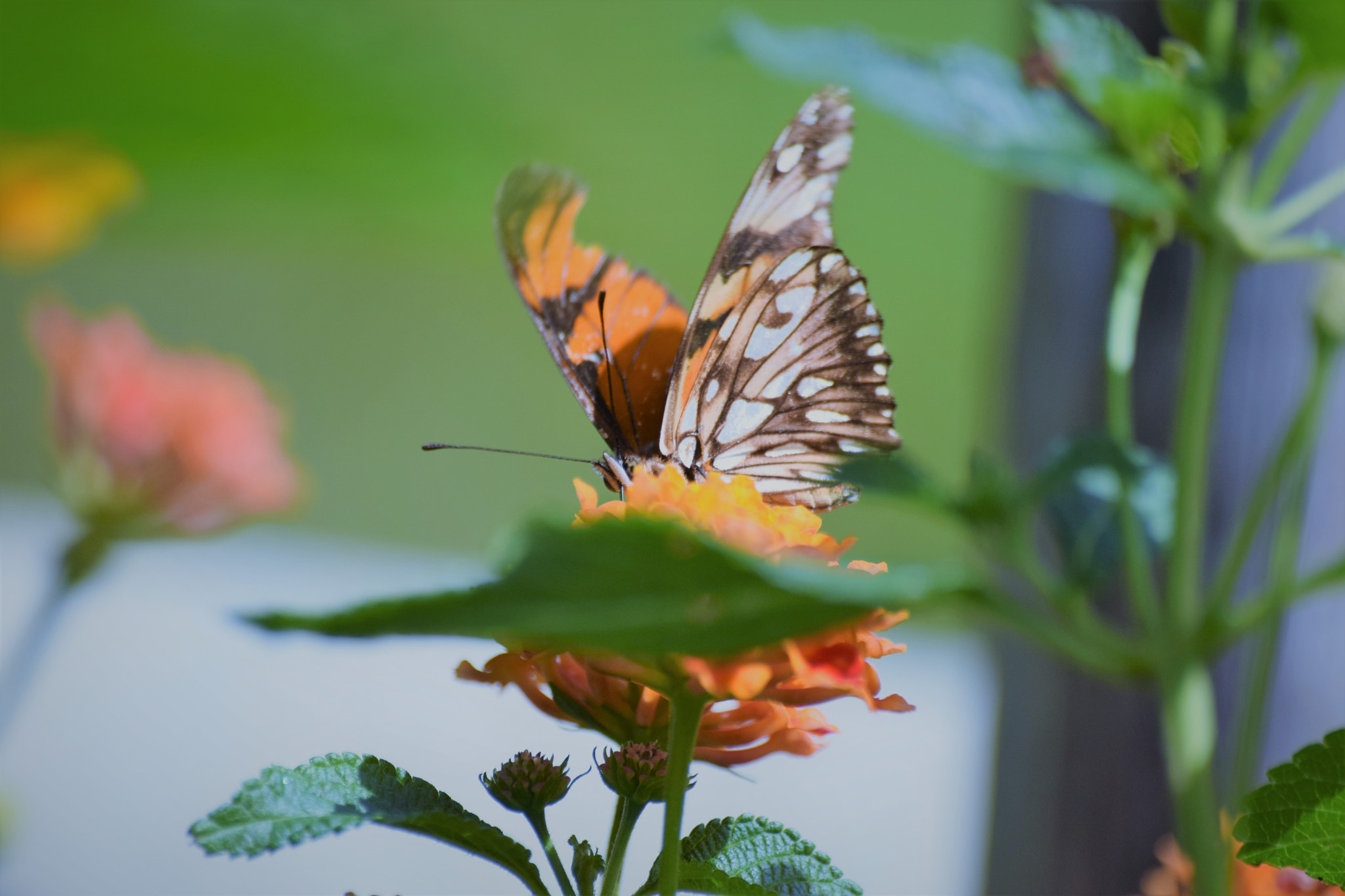 Sigma 70-300mm F4-5.6 APO DG Macro sample photo. Butterfly photography