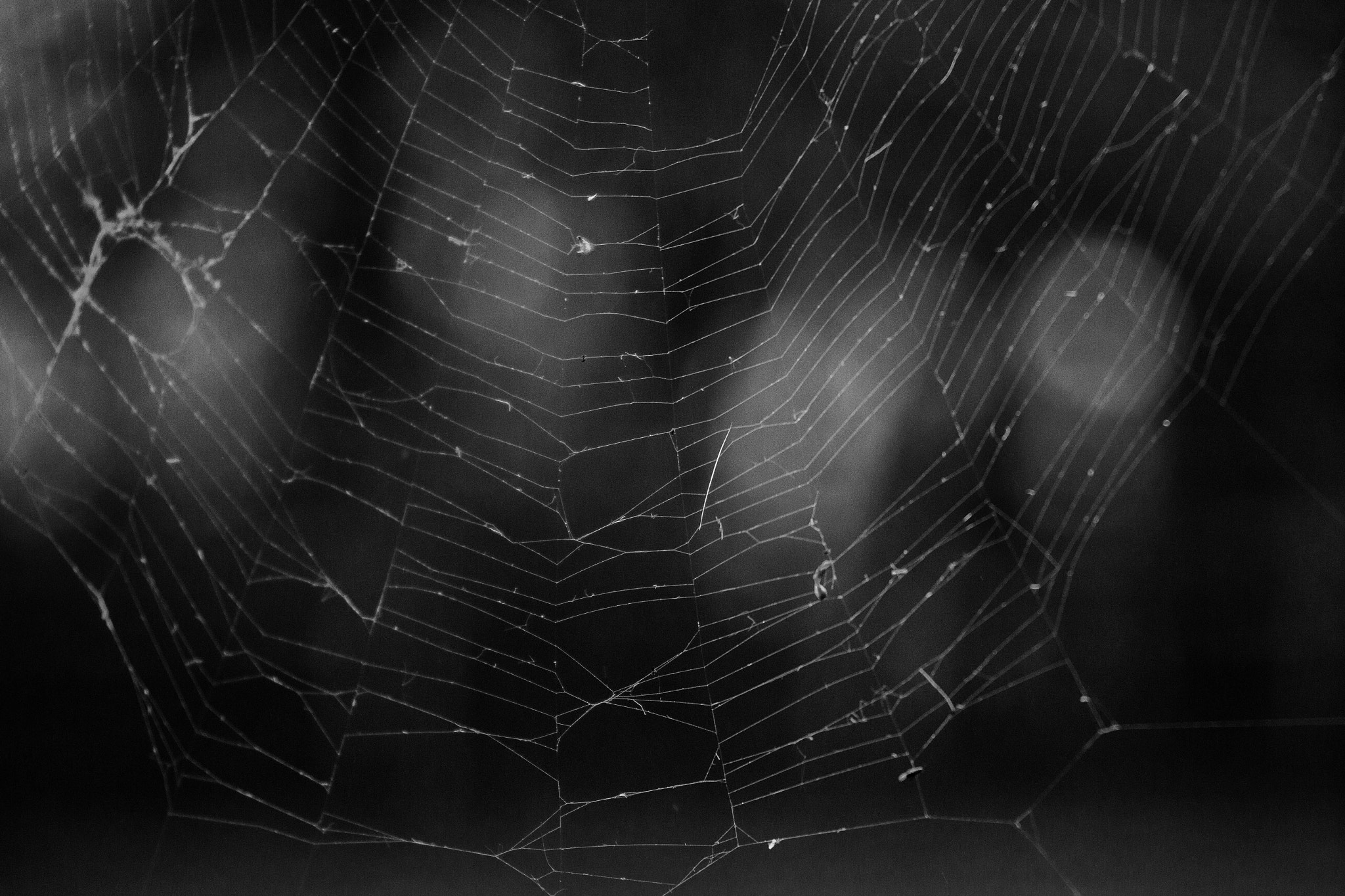 Canon EF-S 55-250mm F4-5.6 IS STM sample photo. Spiderweb photography