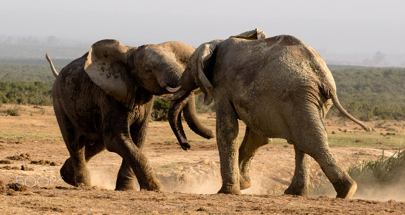 Nikon D3100 + Tamron SP 70-300mm F4-5.6 Di VC USD sample photo. Elephants fighting photography