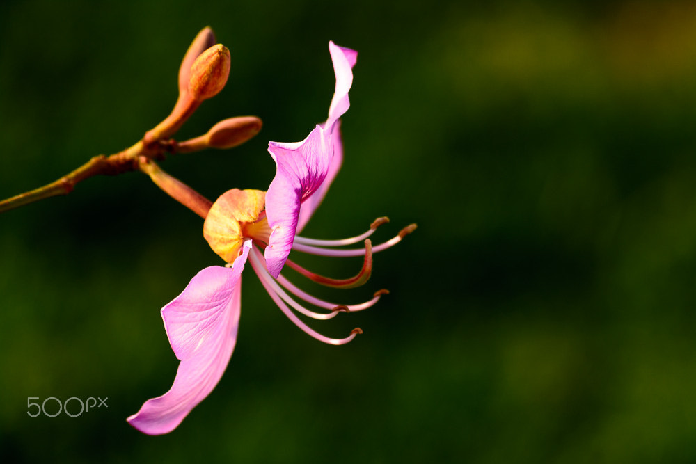 Nikon D5200 sample photo. زهرة العنفوان  photography