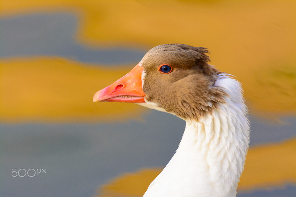 Sigma 70-300mm F4-5.6 APO DG Macro sample photo. Goose photography