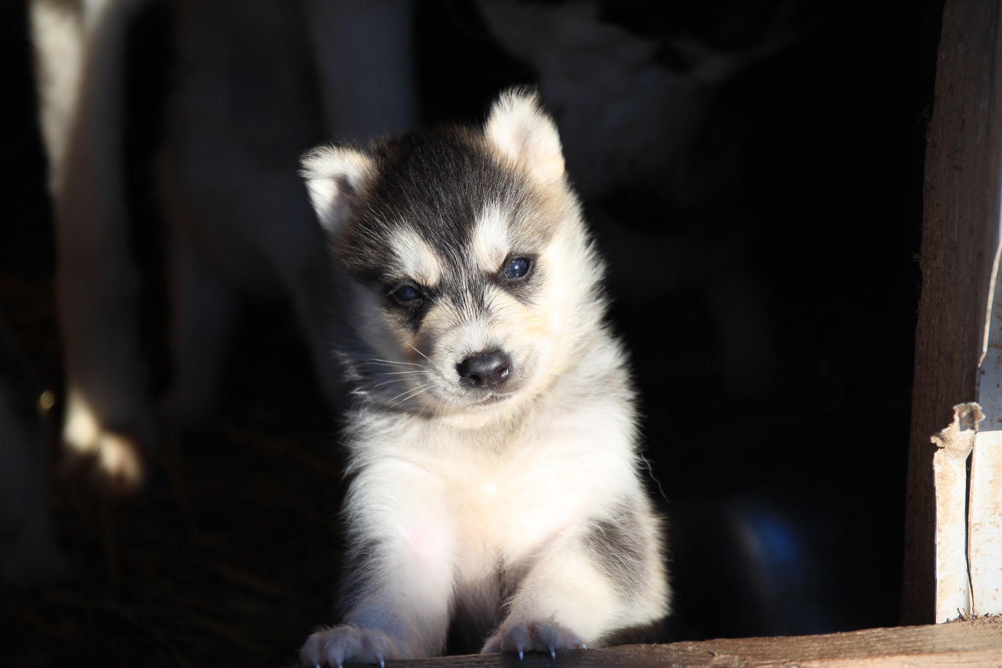 Canon EOS 600D (Rebel EOS T3i / EOS Kiss X5) + Sigma 17-70mm F2.8-4 DC Macro OS HSM sample photo. Puppy photography