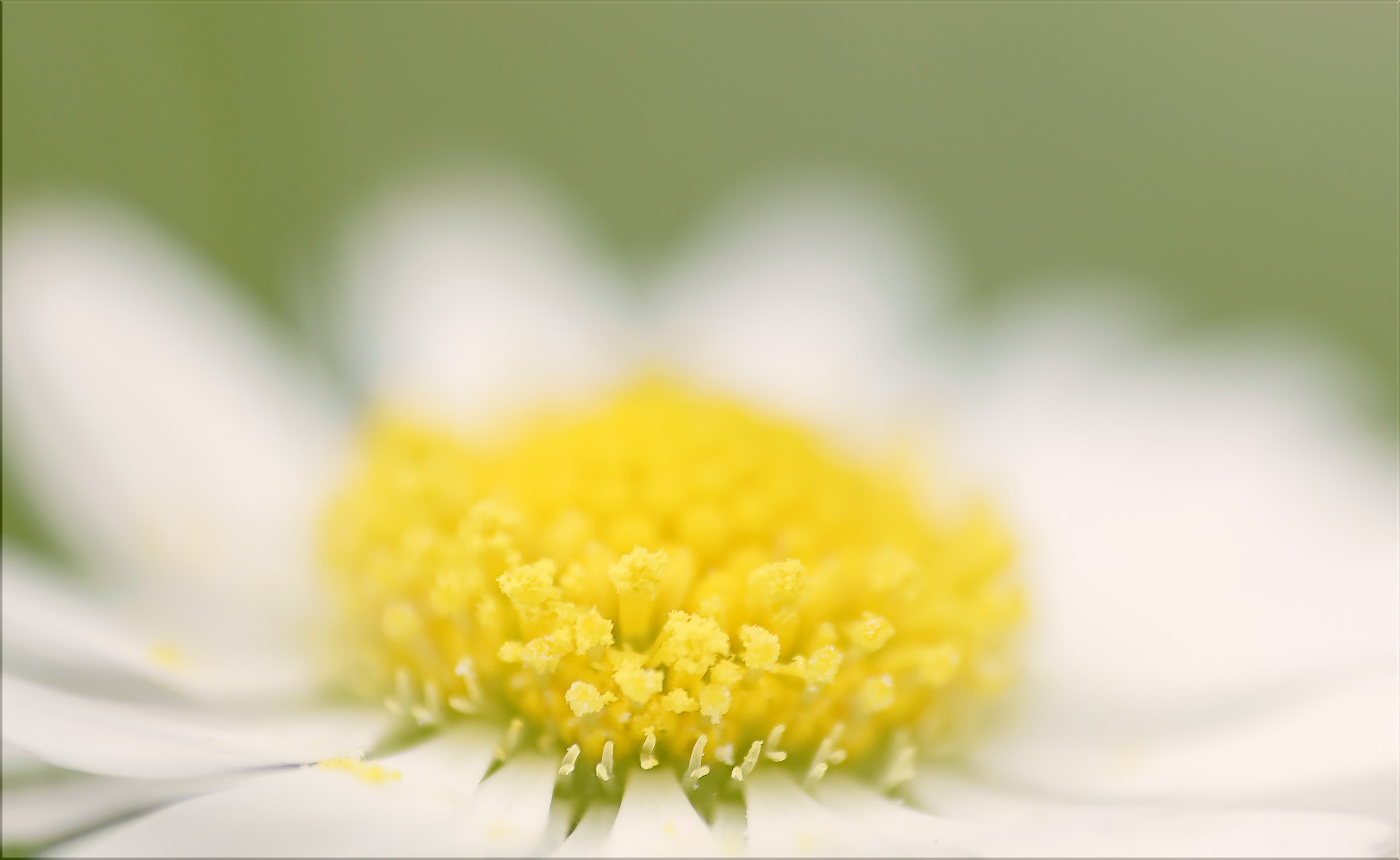 Sony FE 85mm F1.4 GM sample photo. Sanfte gedanken ... photography