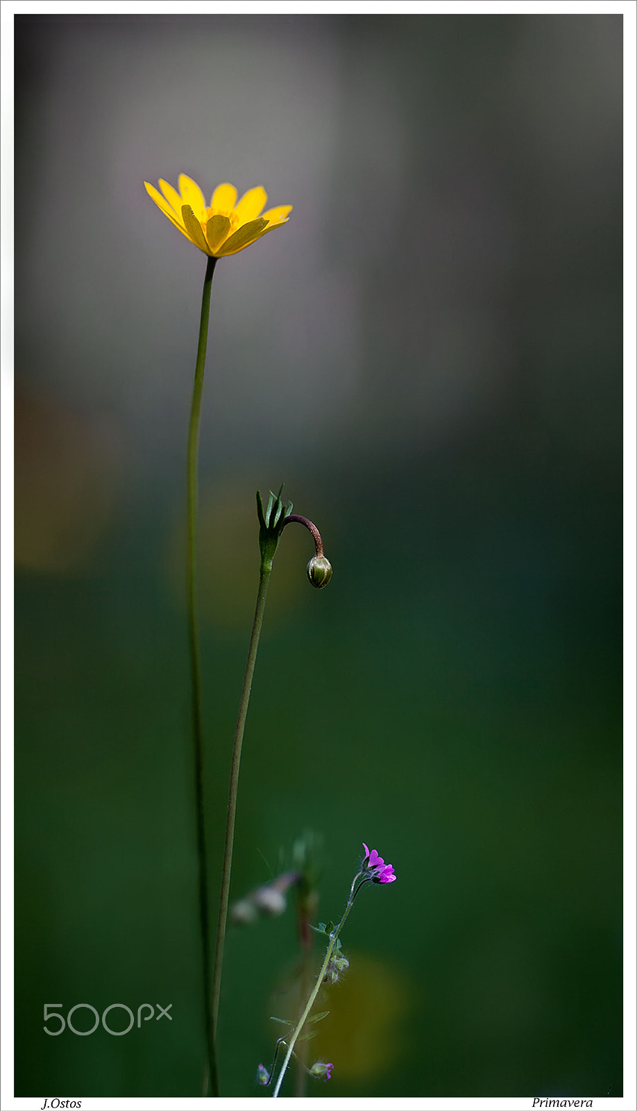 Canon EF 135mm F2L USM sample photo. Dawn in the field. first lights. photography