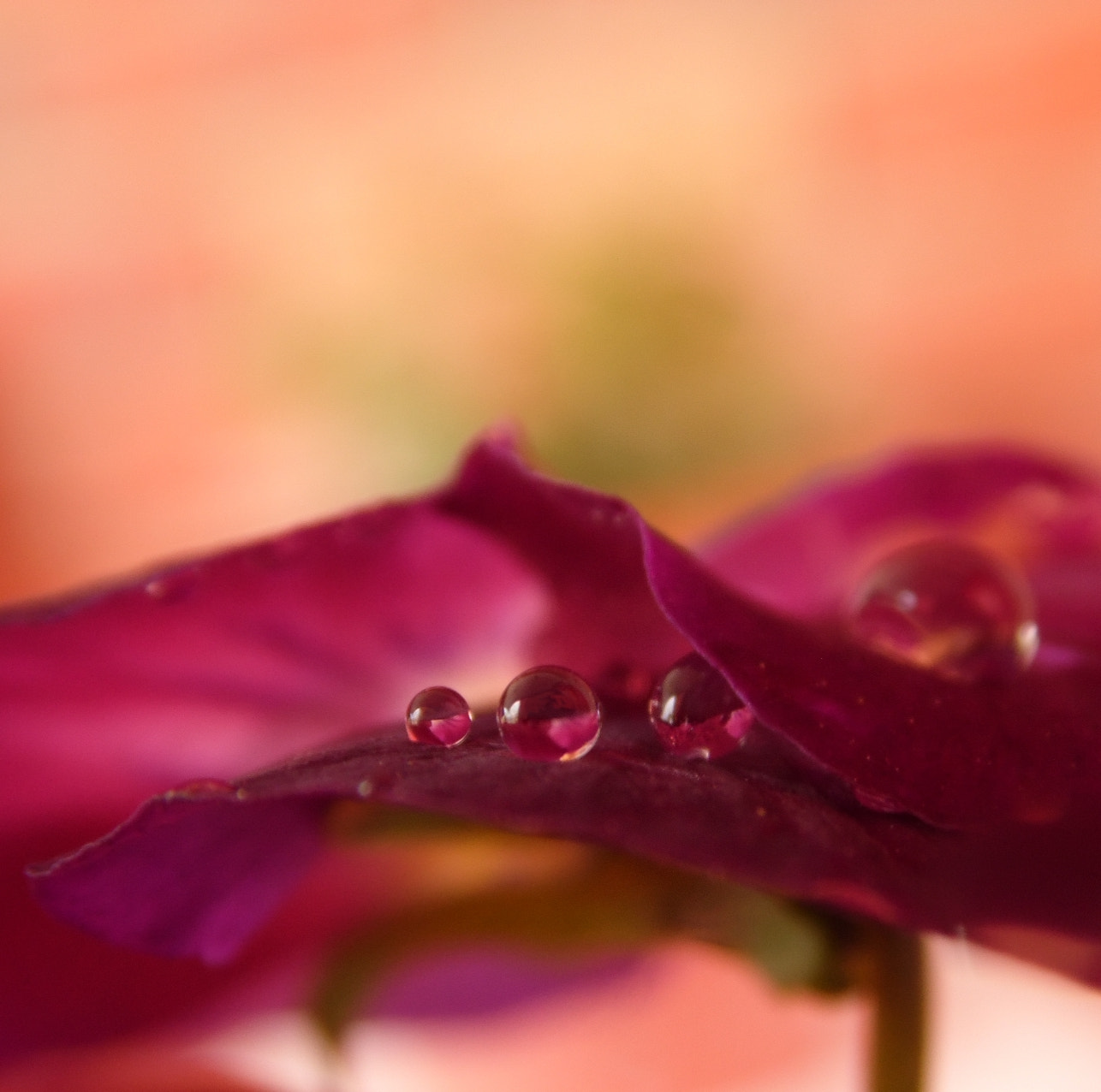 Samsung WB100/  WB101 sample photo. ~ under a viola petal ~ photography