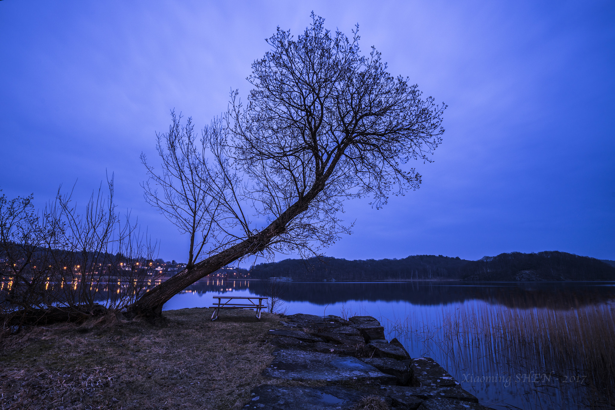 Sony a7 + Sony Vario-Tessar T* FE 16-35mm F4 ZA OSS sample photo. Odd tree photography