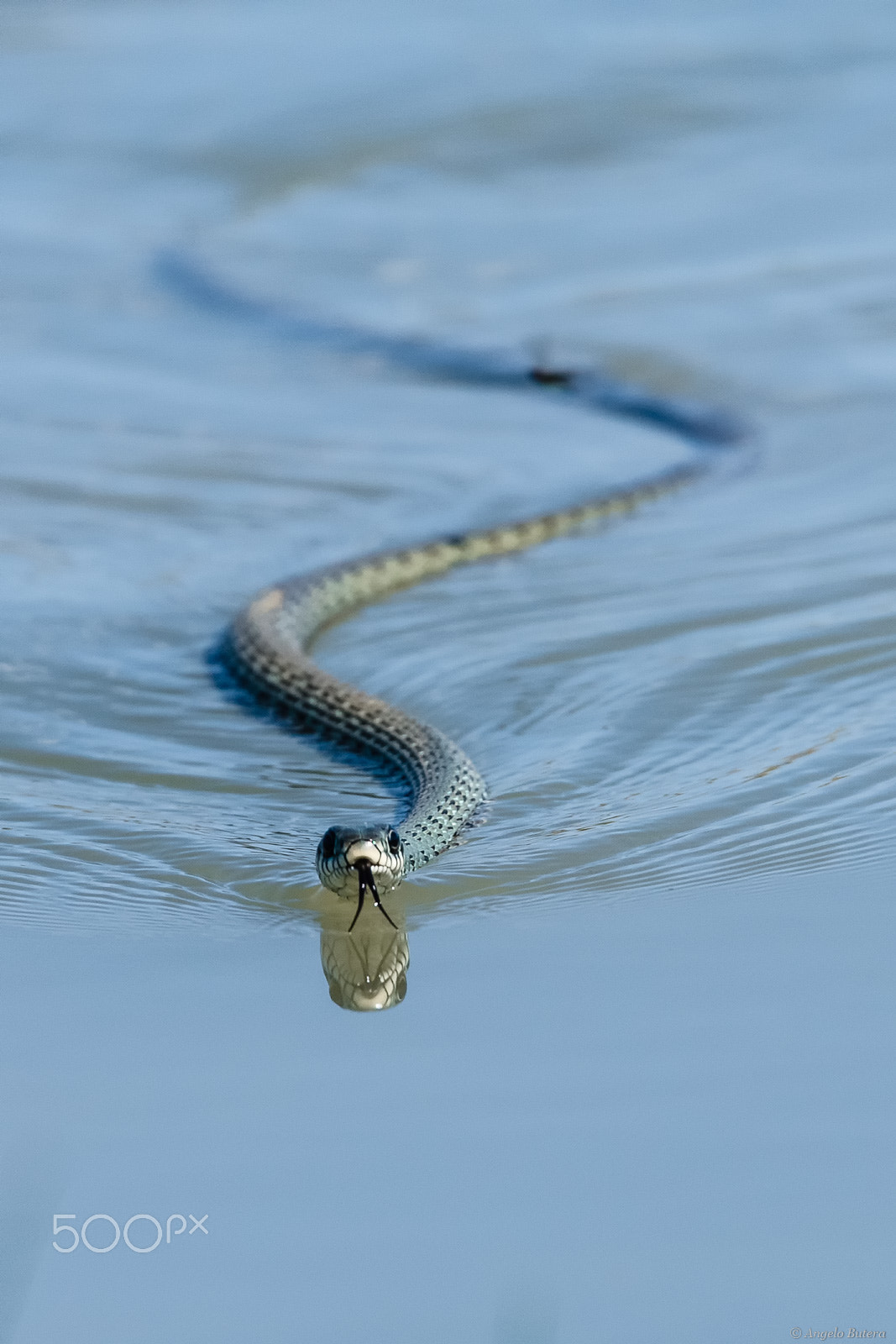 Sigma 150-600mm F5-6.3 DG OS HSM | S sample photo. Nuotando photography