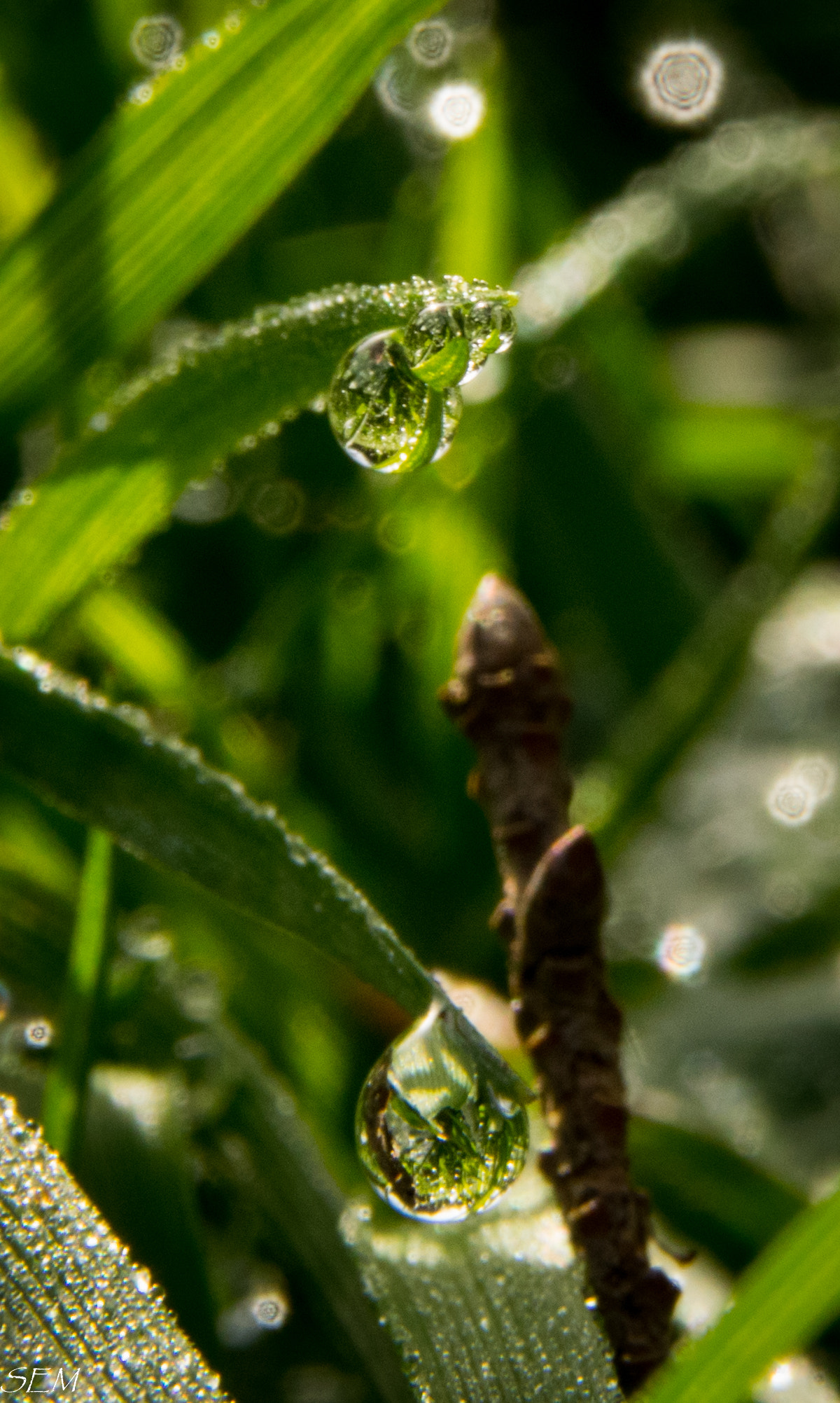 Sigma 18-250mm F3.5-6.3 DC Macro OS HSM sample photo. Multidropsmar photography