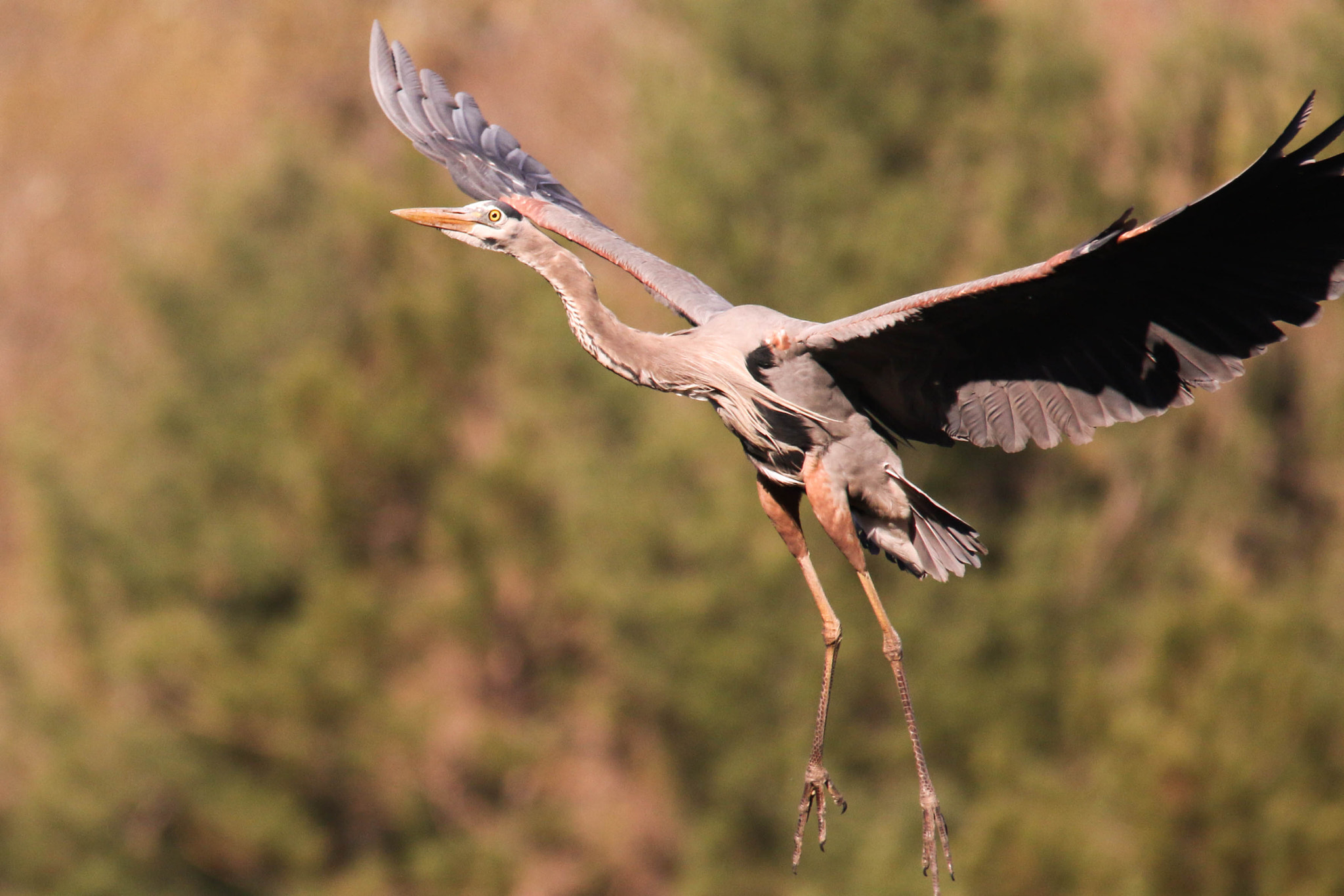 Canon EOS 70D + Sigma 150-500mm F5-6.3 DG OS HSM sample photo. Blue heron takeoff photography