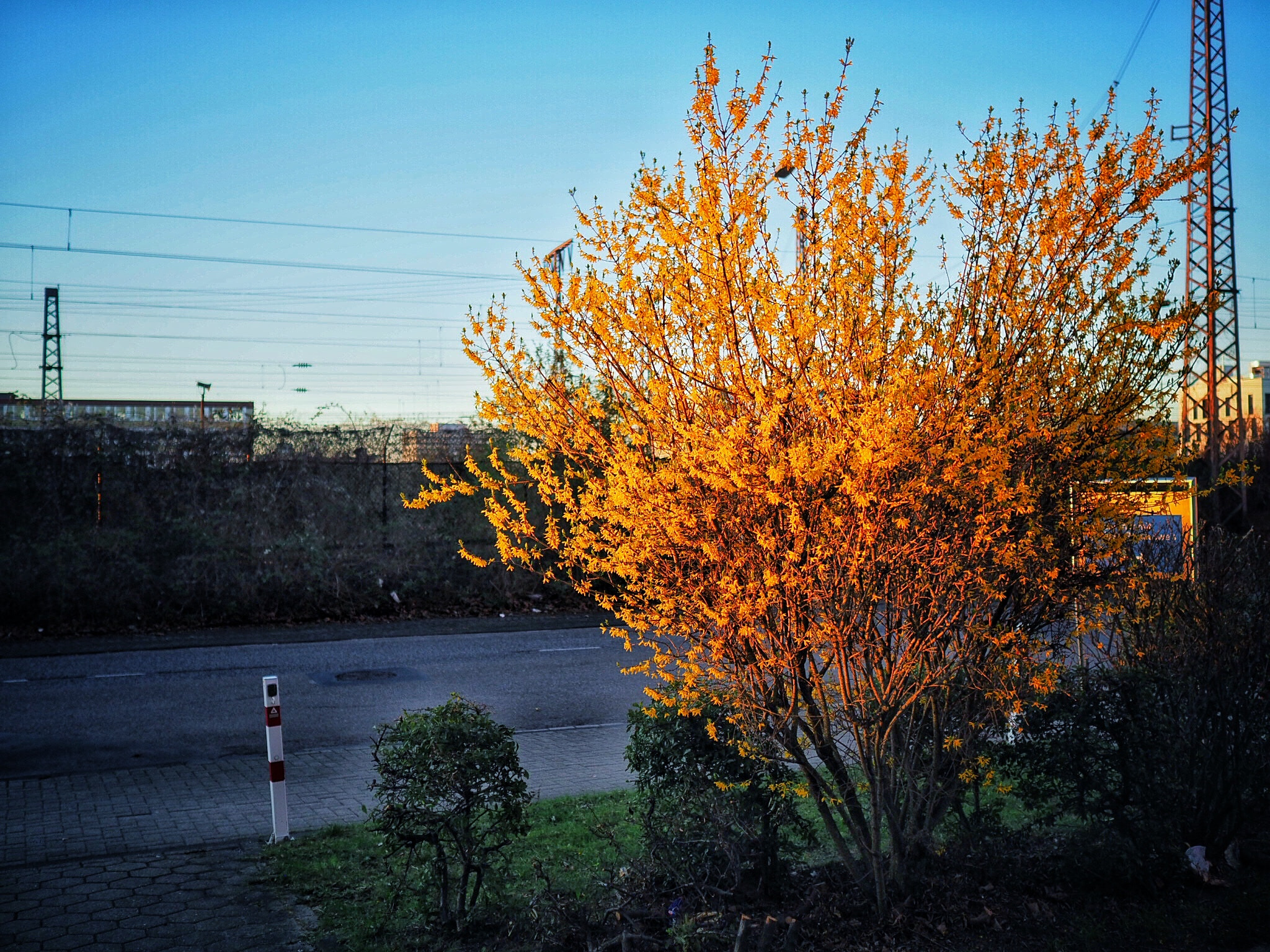 Olympus M.Zuiko Digital 17mm F1.8 sample photo. Burning bush? photography