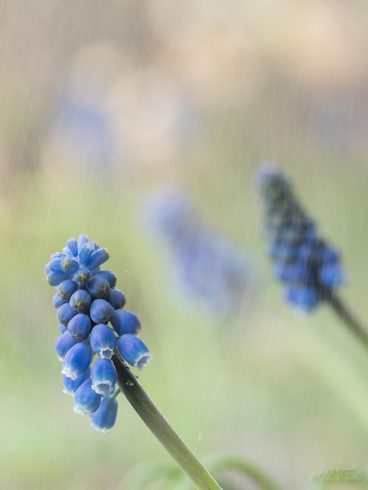 Olympus M.Zuiko Digital ED 60mm F2.8 Macro sample photo. In the rain(muscari 2017-03) photography