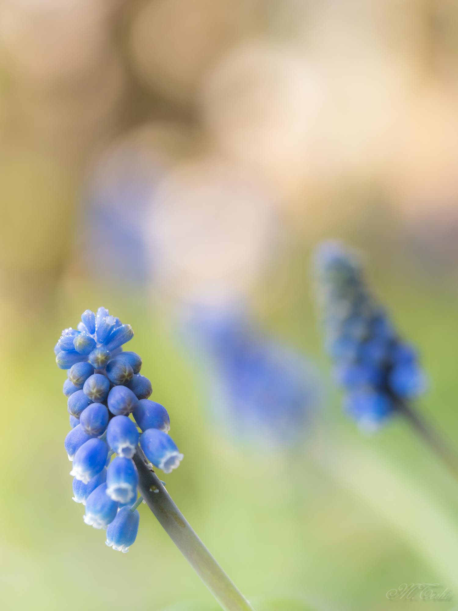 Olympus PEN-F sample photo. After the rain(muscari 2017-04) photography