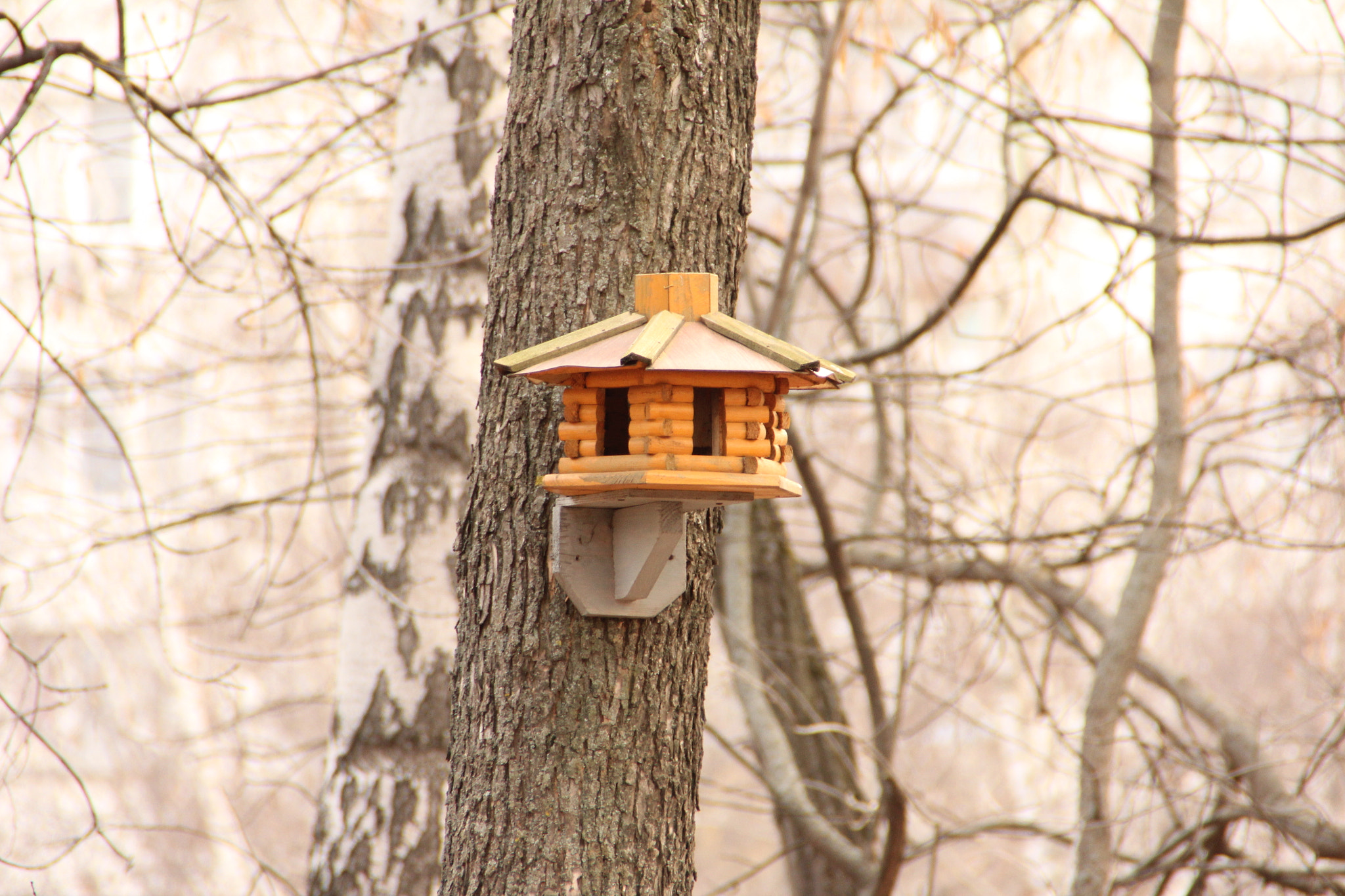 Canon EOS 60D sample photo. Img photography