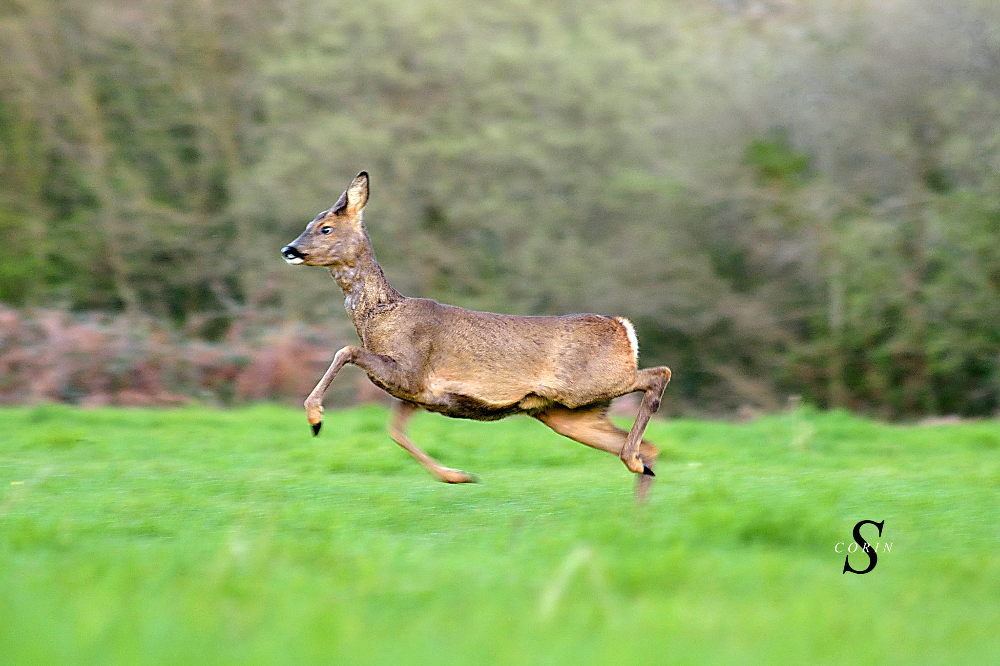 Sigma 70-300mm F4-5.6 APO DG Macro sample photo. Biche photo corin sylvain photography