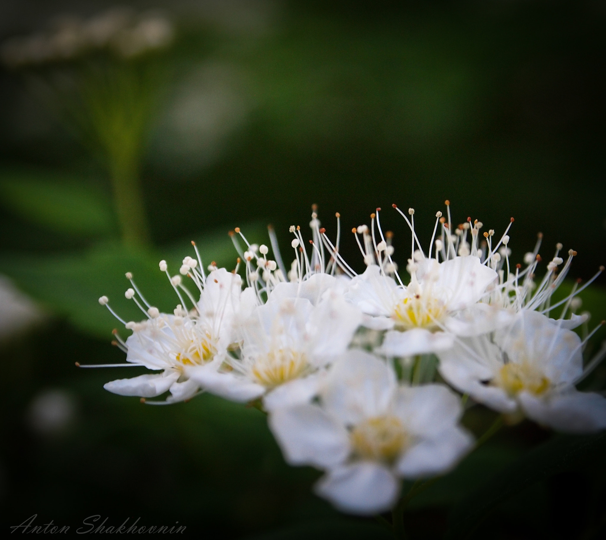Olympus PEN E-PL1 sample photo. Strawberry flowers photography