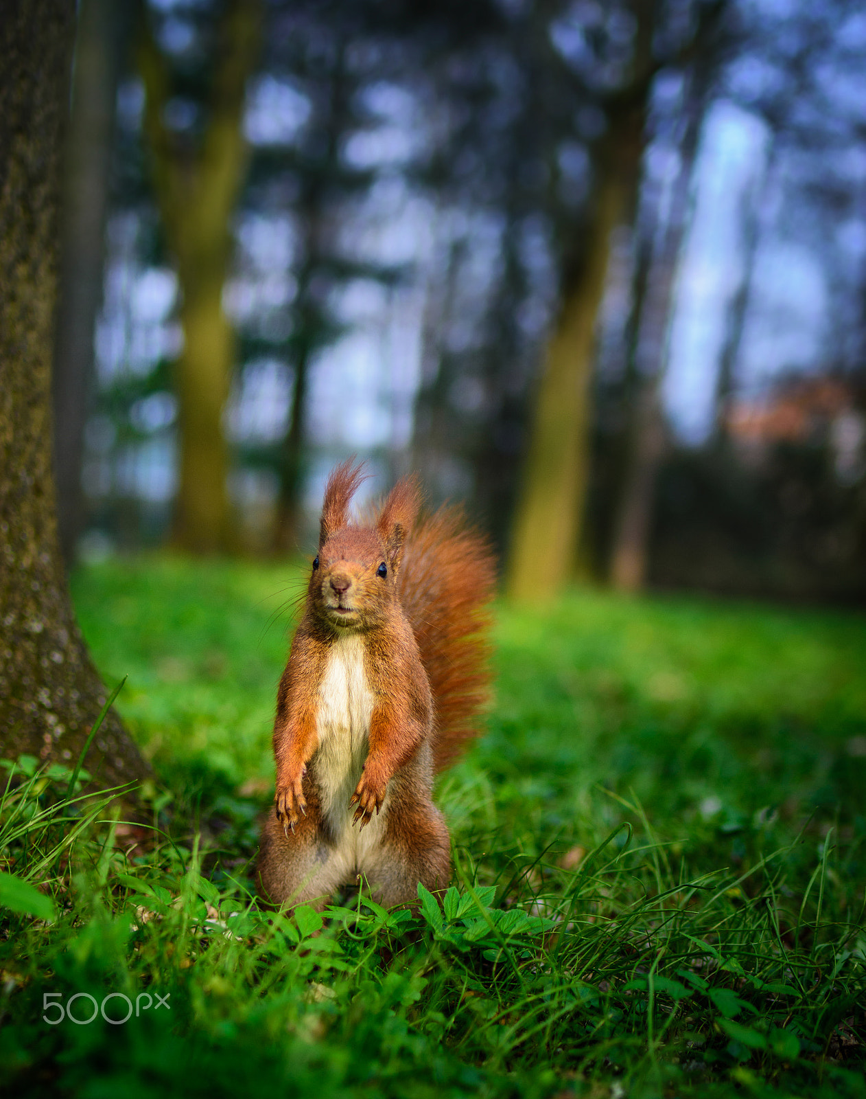 Nikon D7200 + Tamron SP 35mm F1.8 Di VC USD sample photo. A squirrel in spring  photography