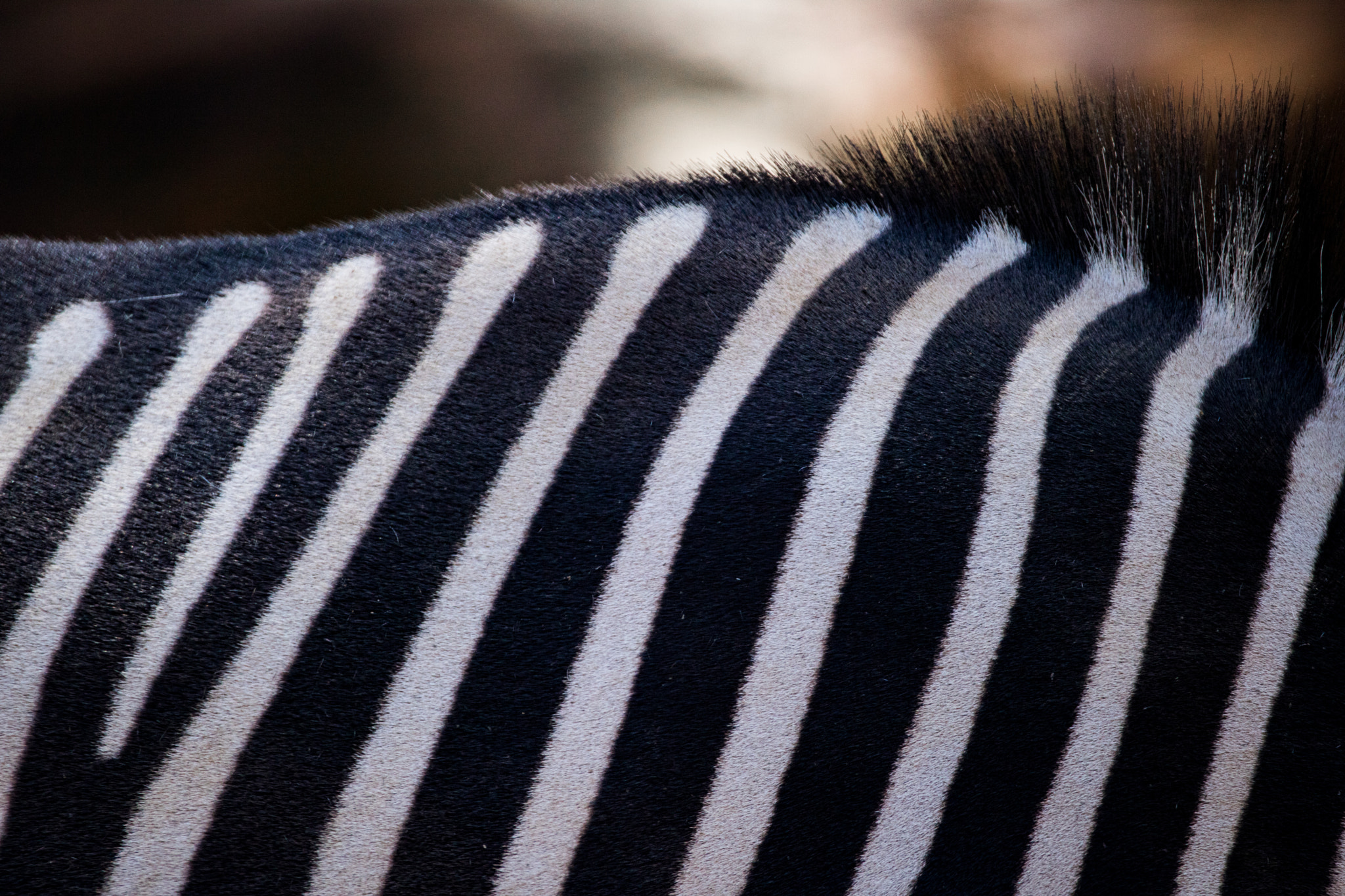 150-600mm F5-6.3 DG OS HSM | Contemporary 015 sample photo. Zebra pattern photography