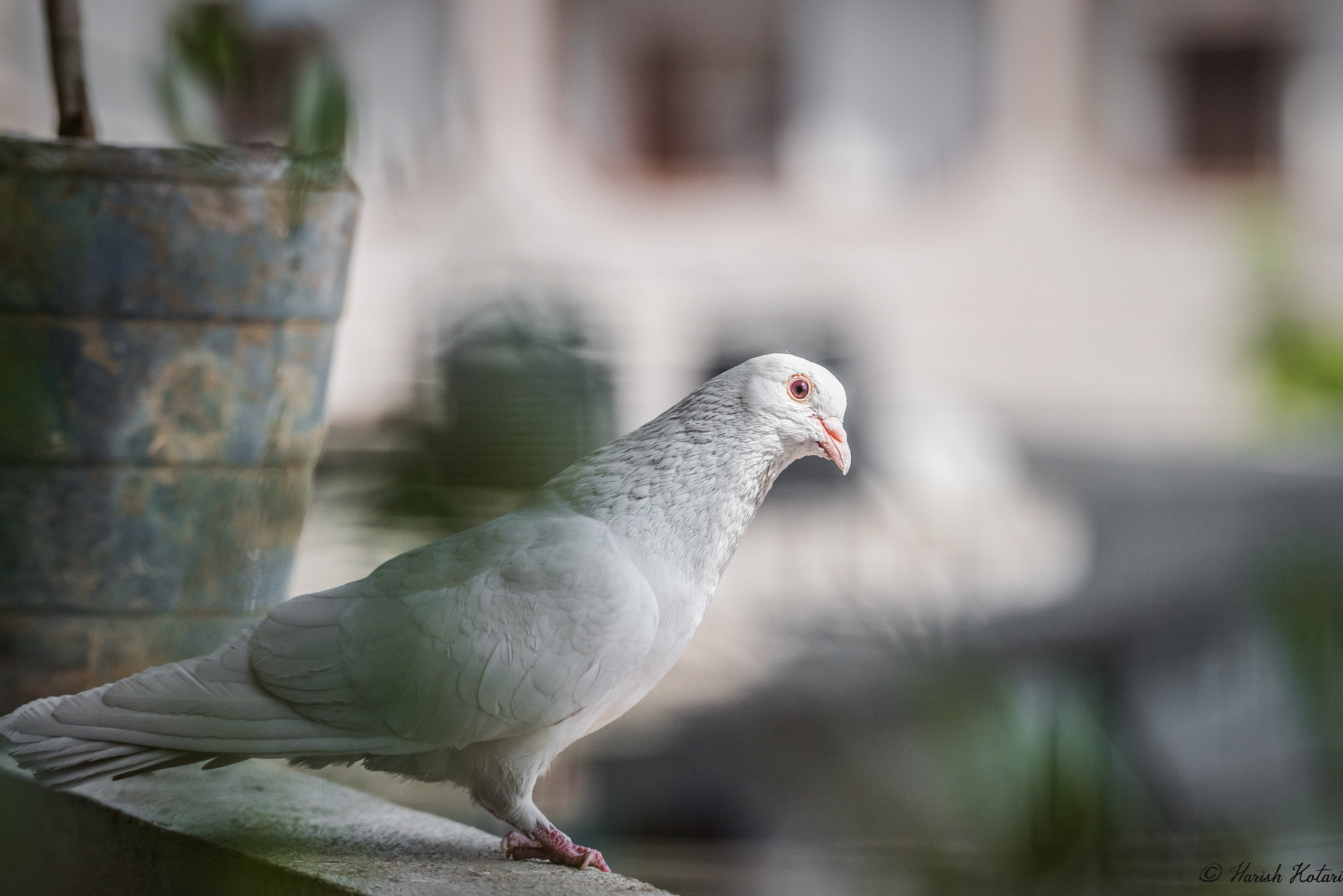 Nikon D810 sample photo. White pigeon photography