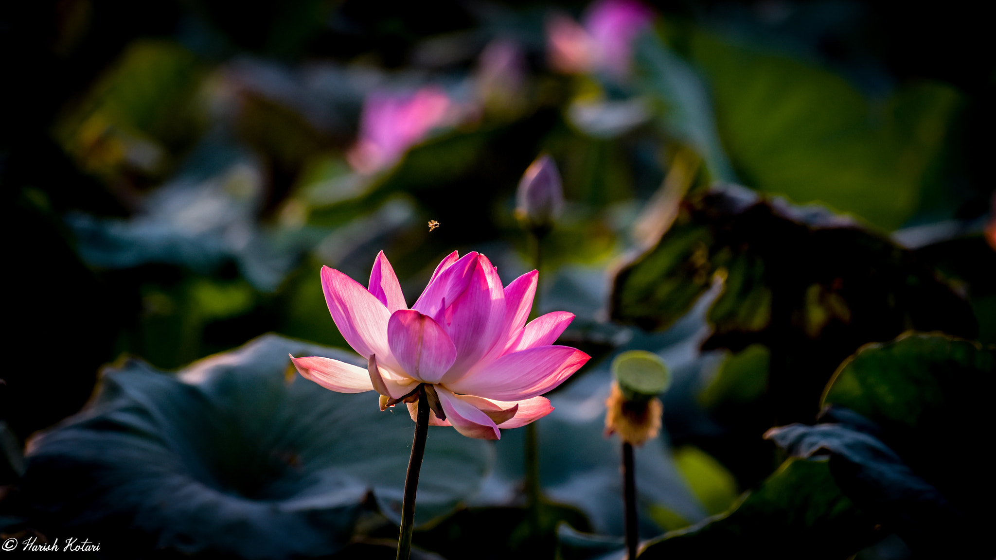 Nikon D810 sample photo. Be grateful to the mud, water, air -- lotus photography