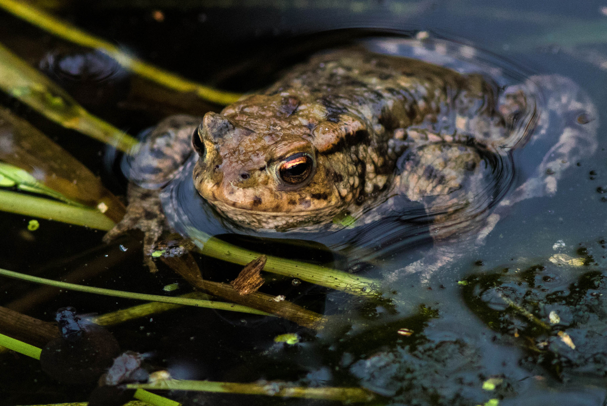 Canon EOS 80D + Canon EF 300mm F4L IS USM sample photo. Frø - frog photography