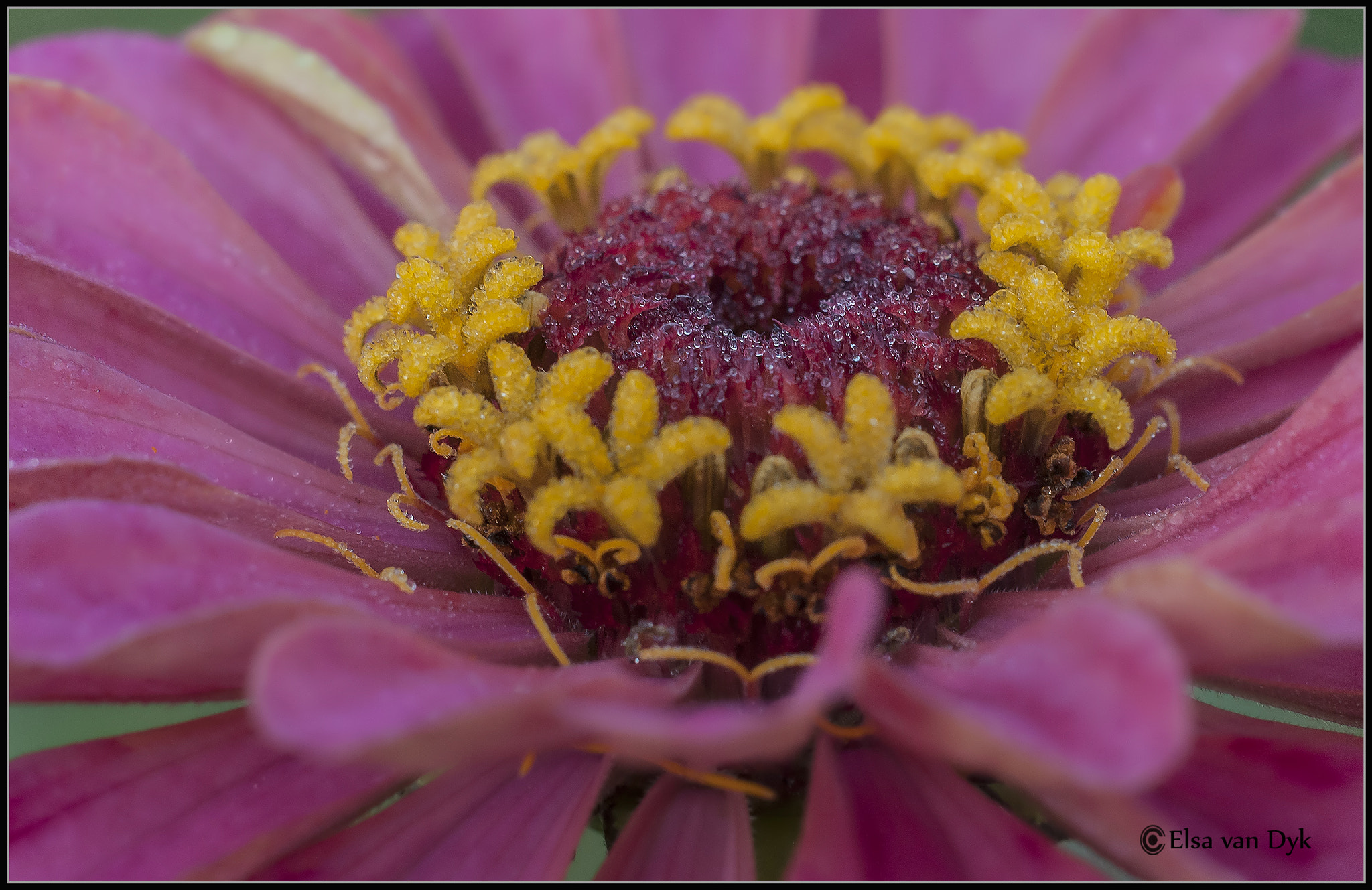 Nikon D300 sample photo. Early morning dew photography