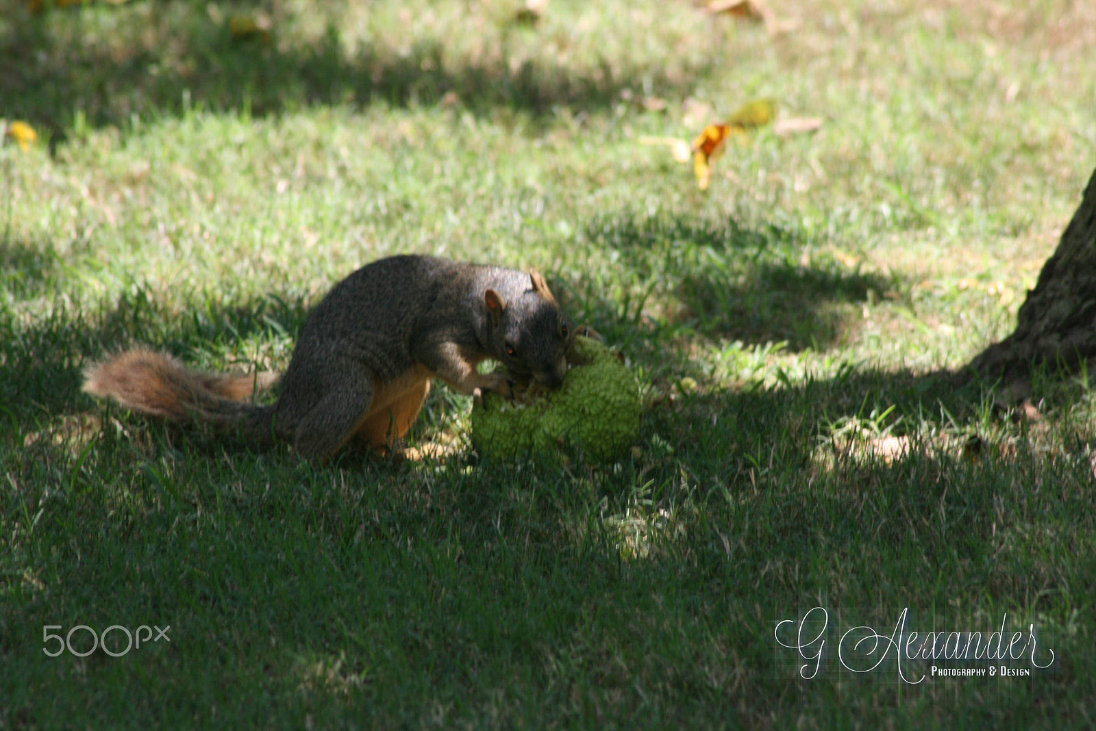 EF75-300mm f/4-5.6 sample photo. This thing they call life photography