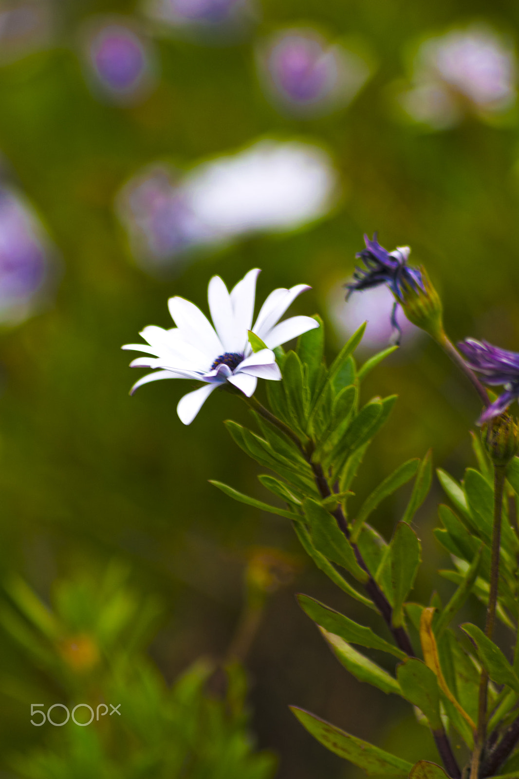 Sigma 70-300mm F4-5.6 APO DG Macro sample photo. Flower photography