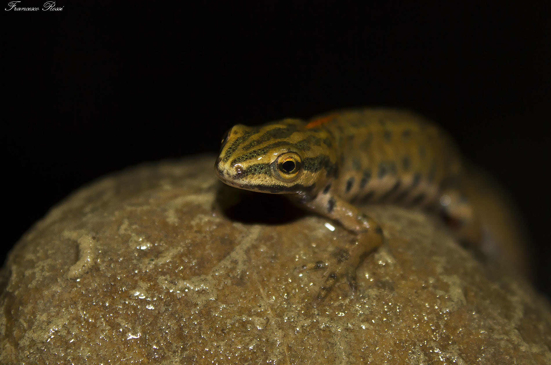 Canon EF-S 18-55mm F3.5-5.6 III sample photo. Smooth newt, tritone punteggiato  photography