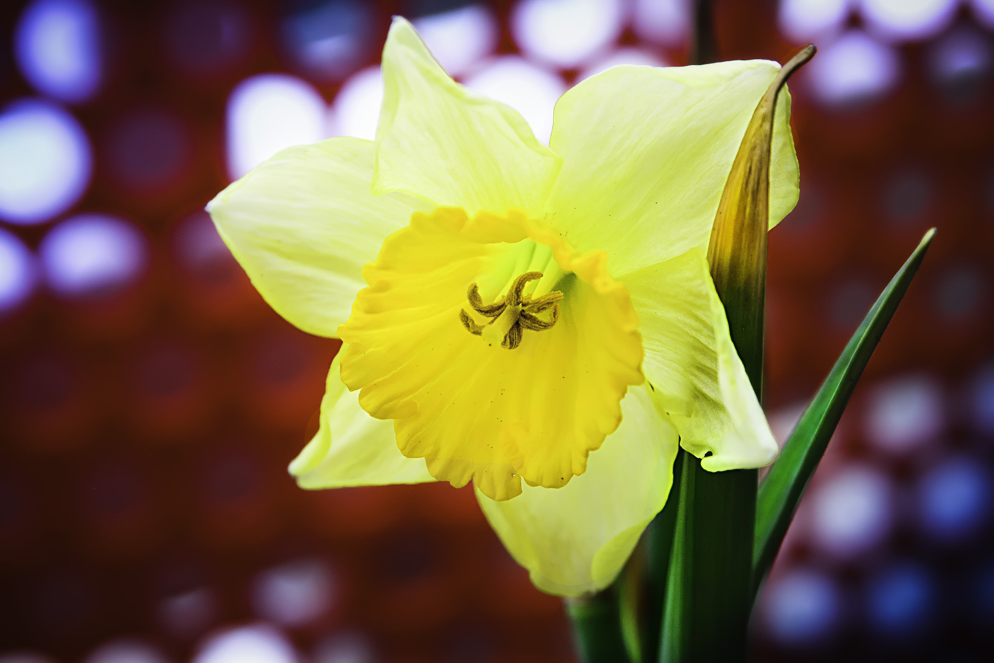 AF Zoom-Nikkor 28-105mm f/3.5-4.5D IF sample photo. Yellow photography