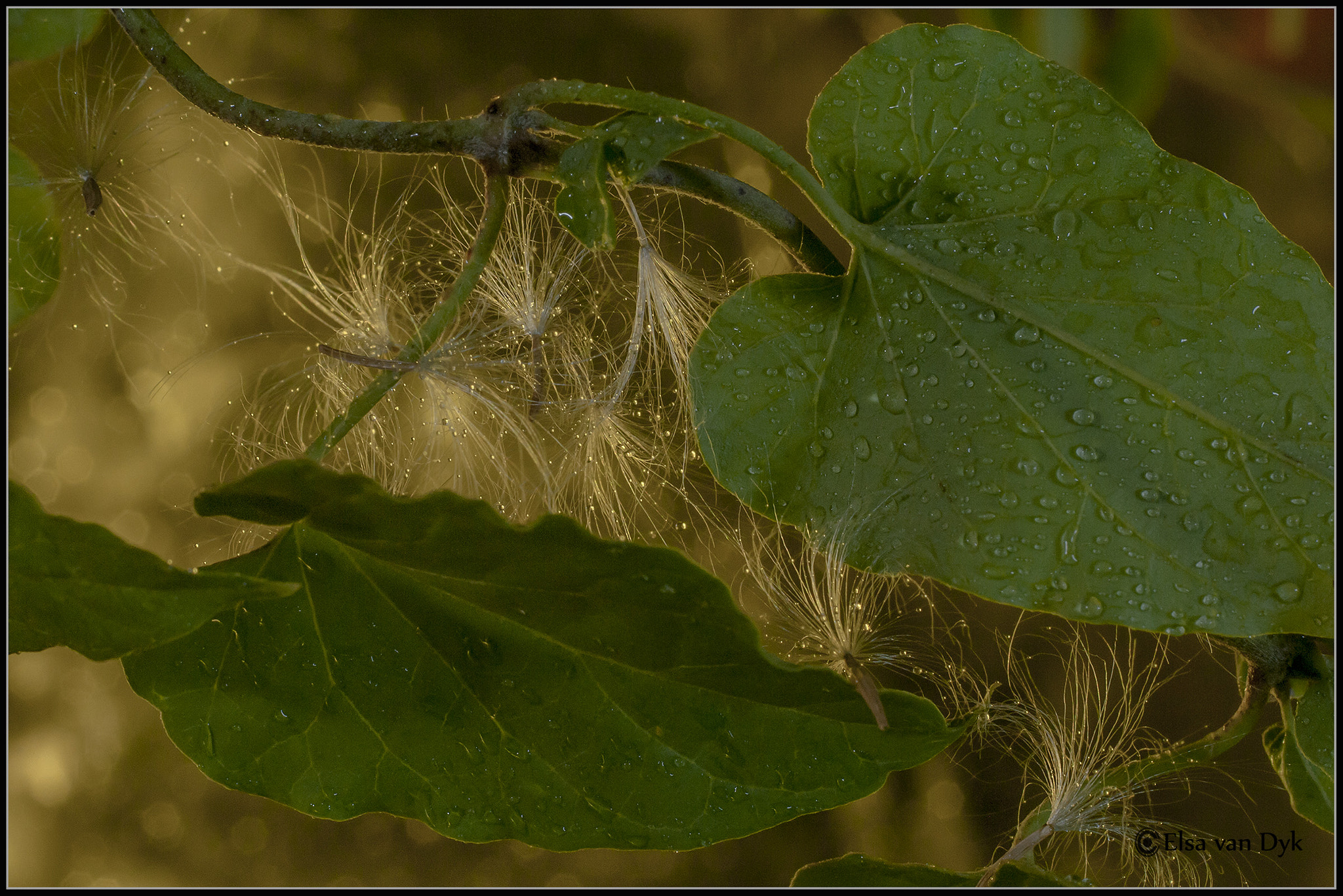 Nikon D300 sample photo. Heart shaped leaves photography