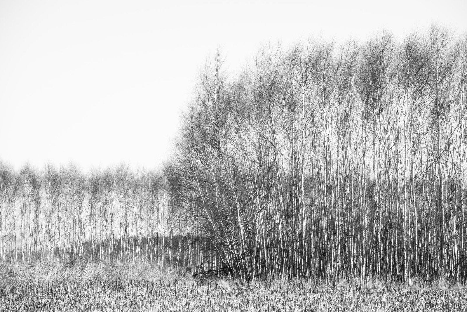 Nikon D800E sample photo. Birch grove photography