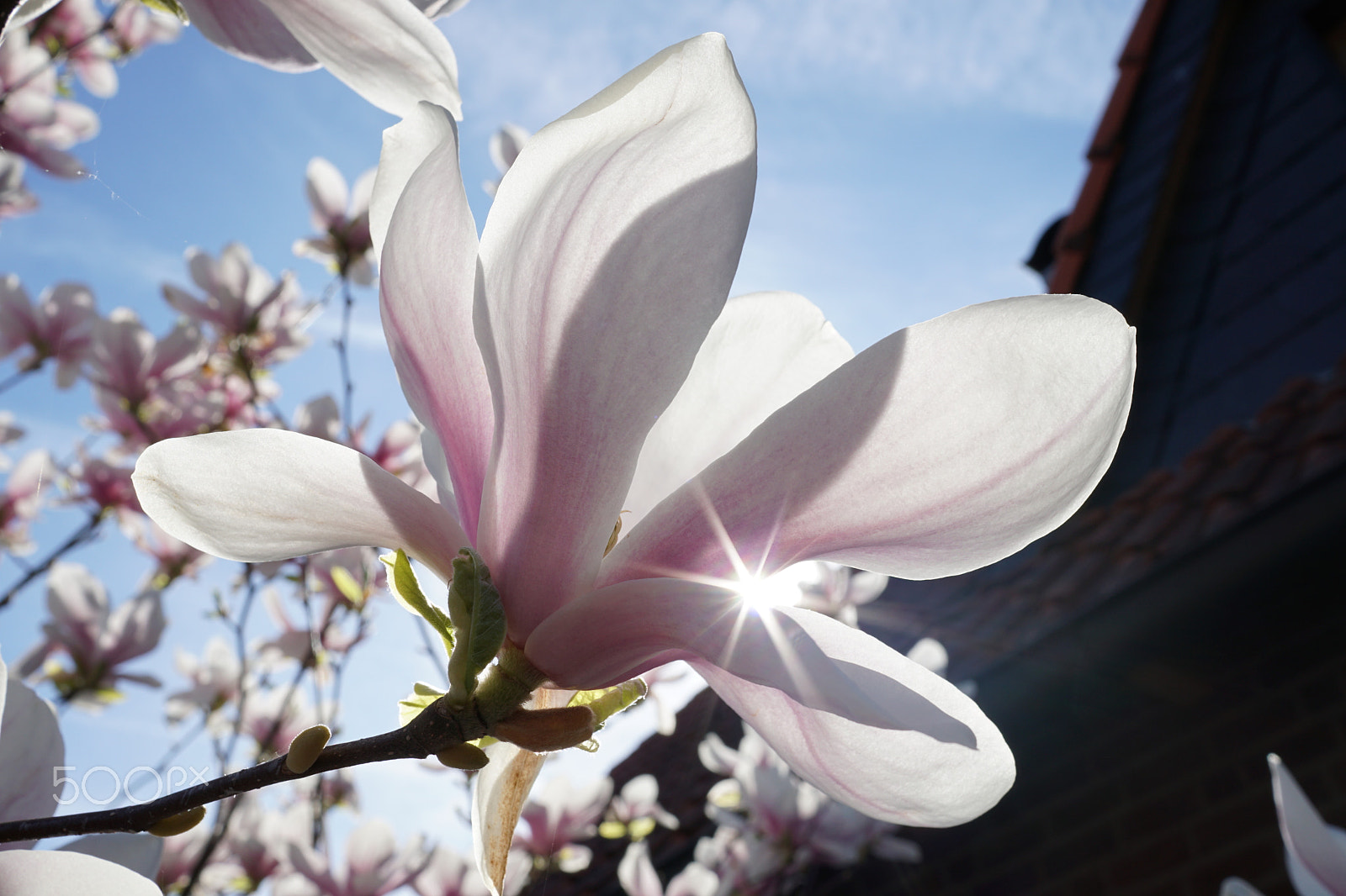 Sony a6300 + Sony Sonnar T* E 24mm F1.8 ZA sample photo. Die magnolie erzählt vom frühling am niederrhein photography