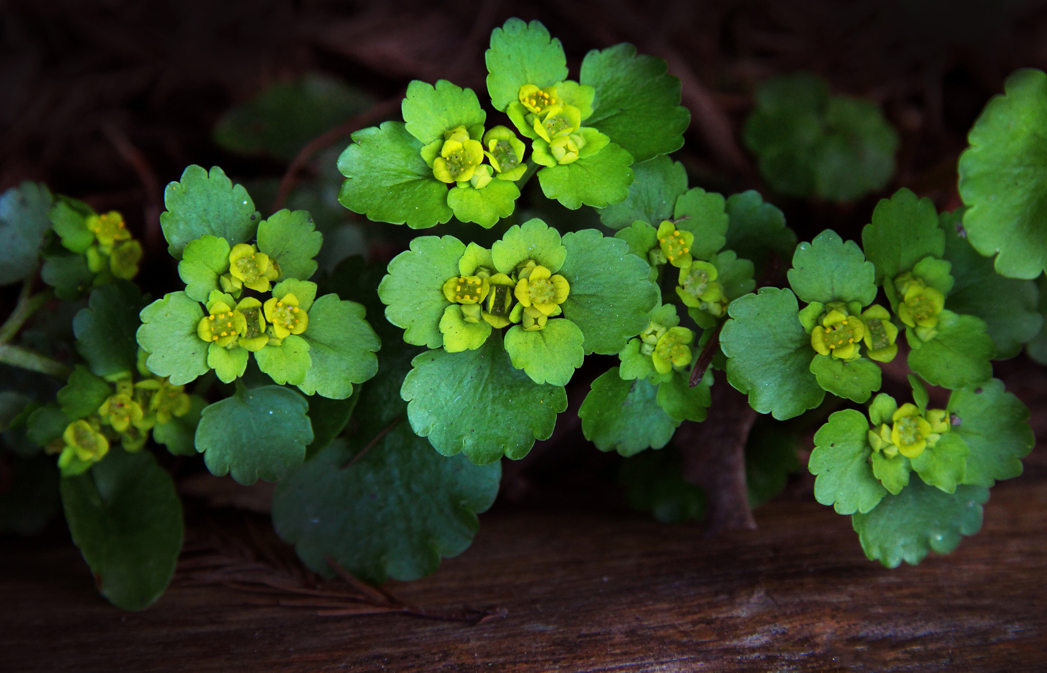 Canon EF-S 17-85mm F4-5.6 IS USM sample photo. Img photography