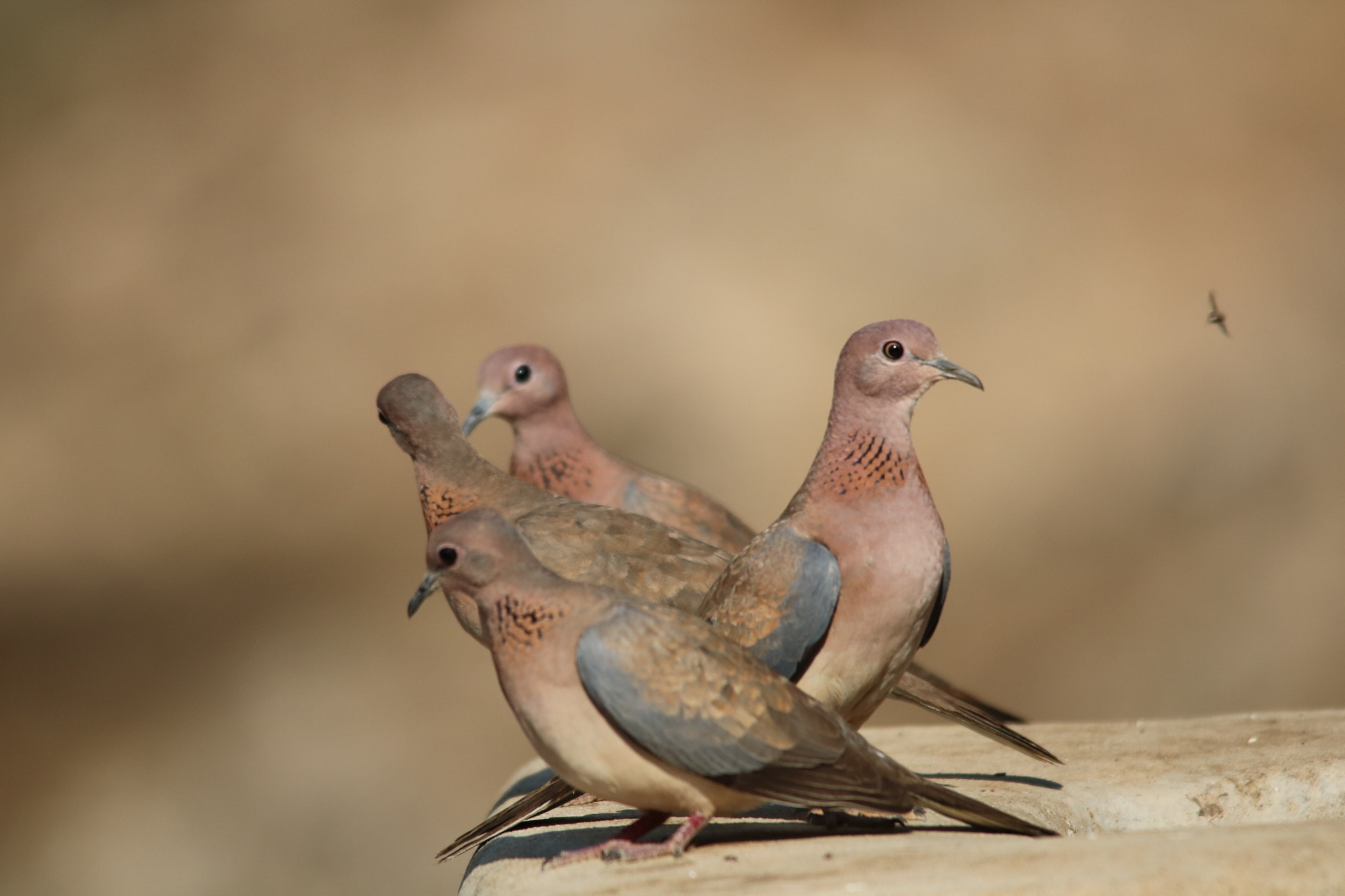 Sigma 150-500mm F5-6.3 DG OS HSM sample photo. الحياه الفطريه في جبال ظفار photography