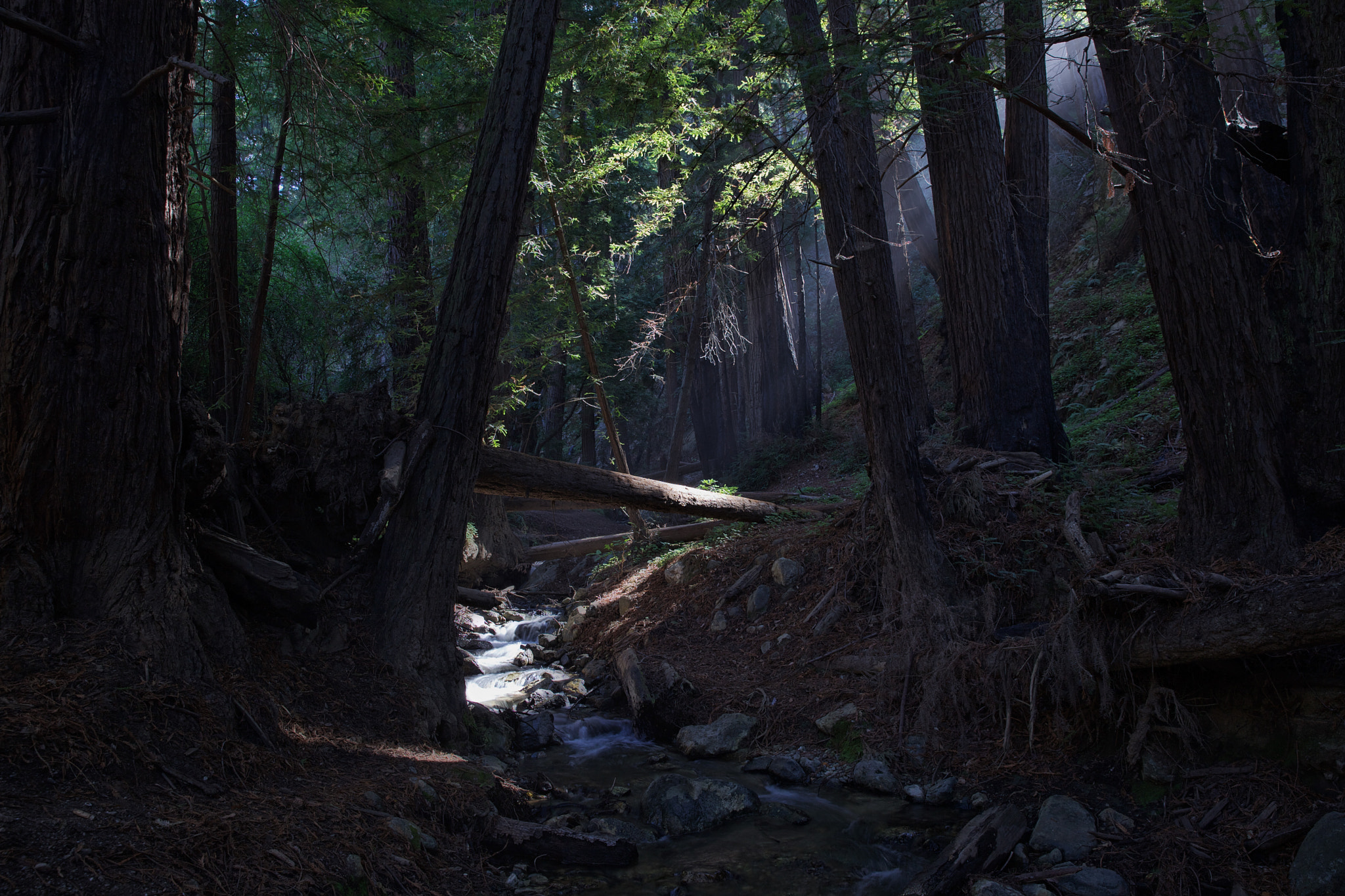 Canon EF 24-70mm F2.8L II USM sample photo. Light in the forest photography