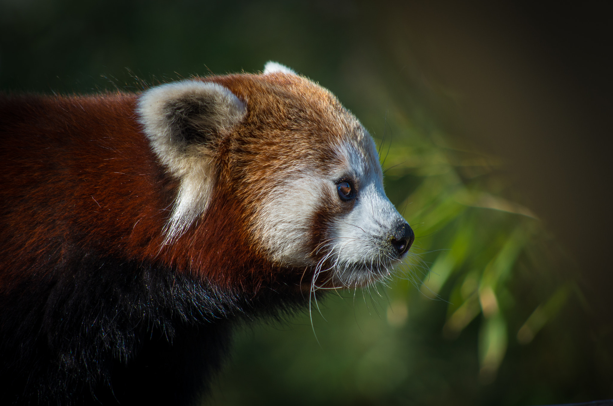 HD Pentax DA 55-300mm F4.0-5.8 ED WR sample photo. Firefox photography