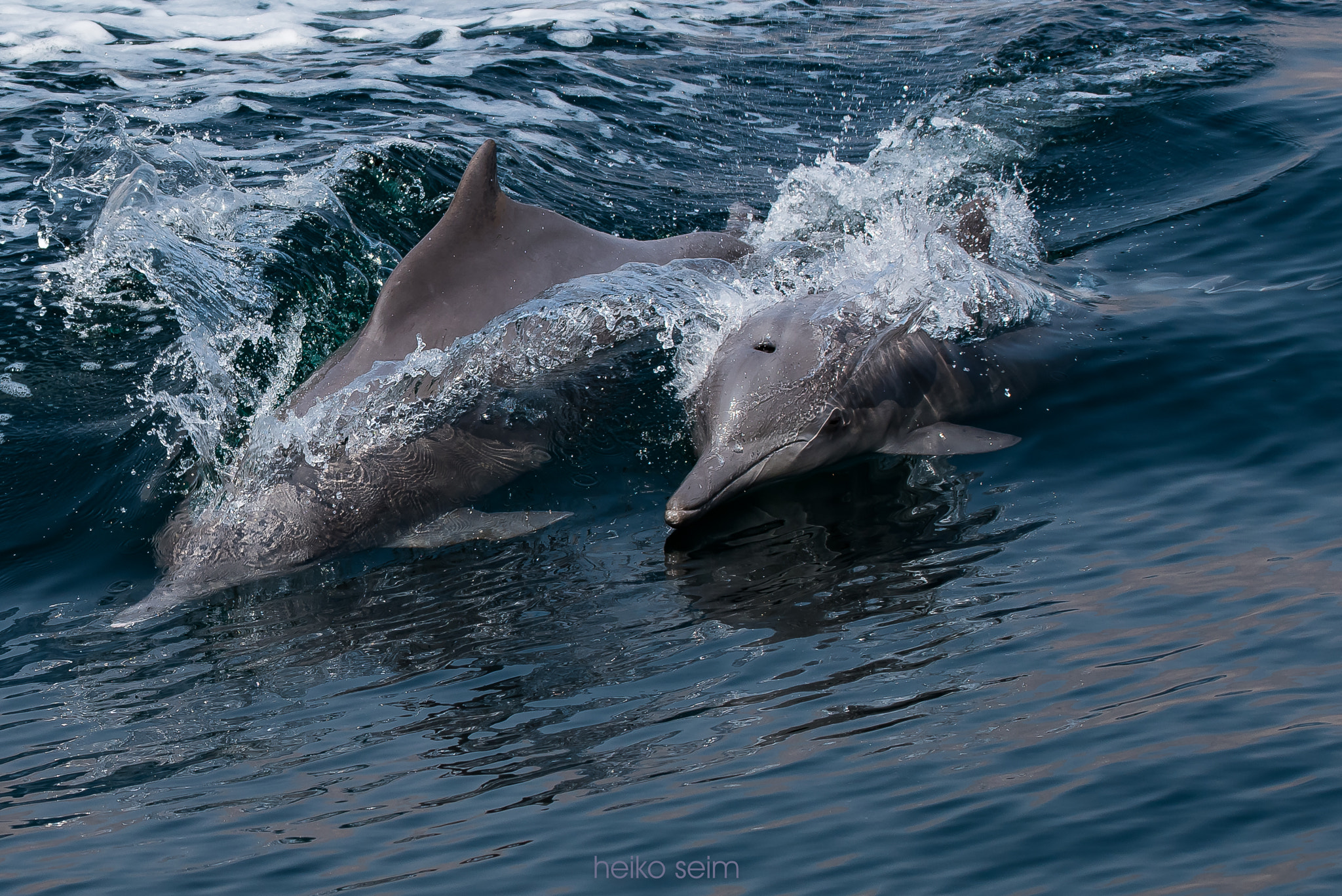 Nikon D810 sample photo. Humpback dolphins in the musadam photography