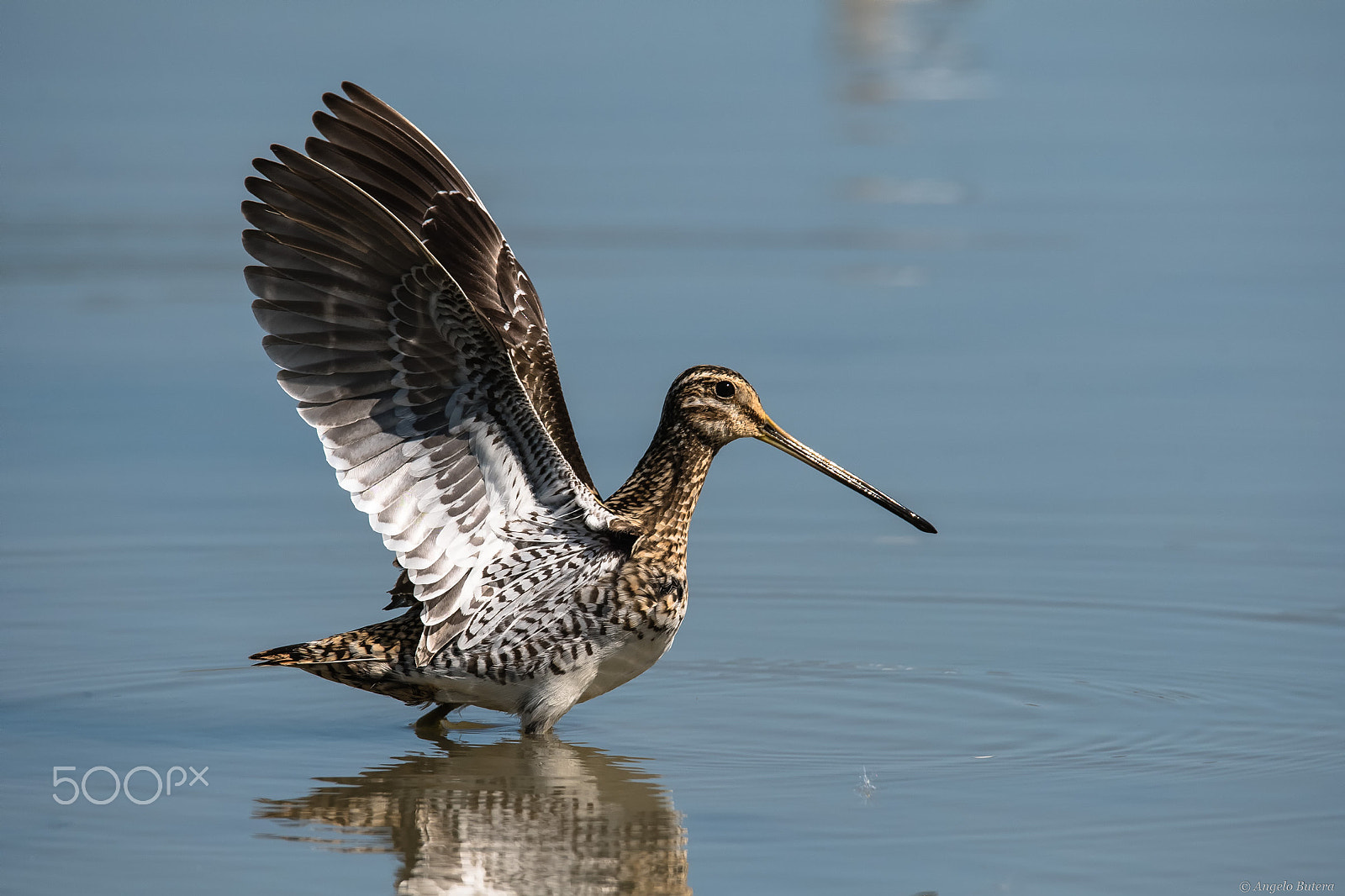 Nikon D500 + Sigma 150-600mm F5-6.3 DG OS HSM | S sample photo. Beccaccino photography