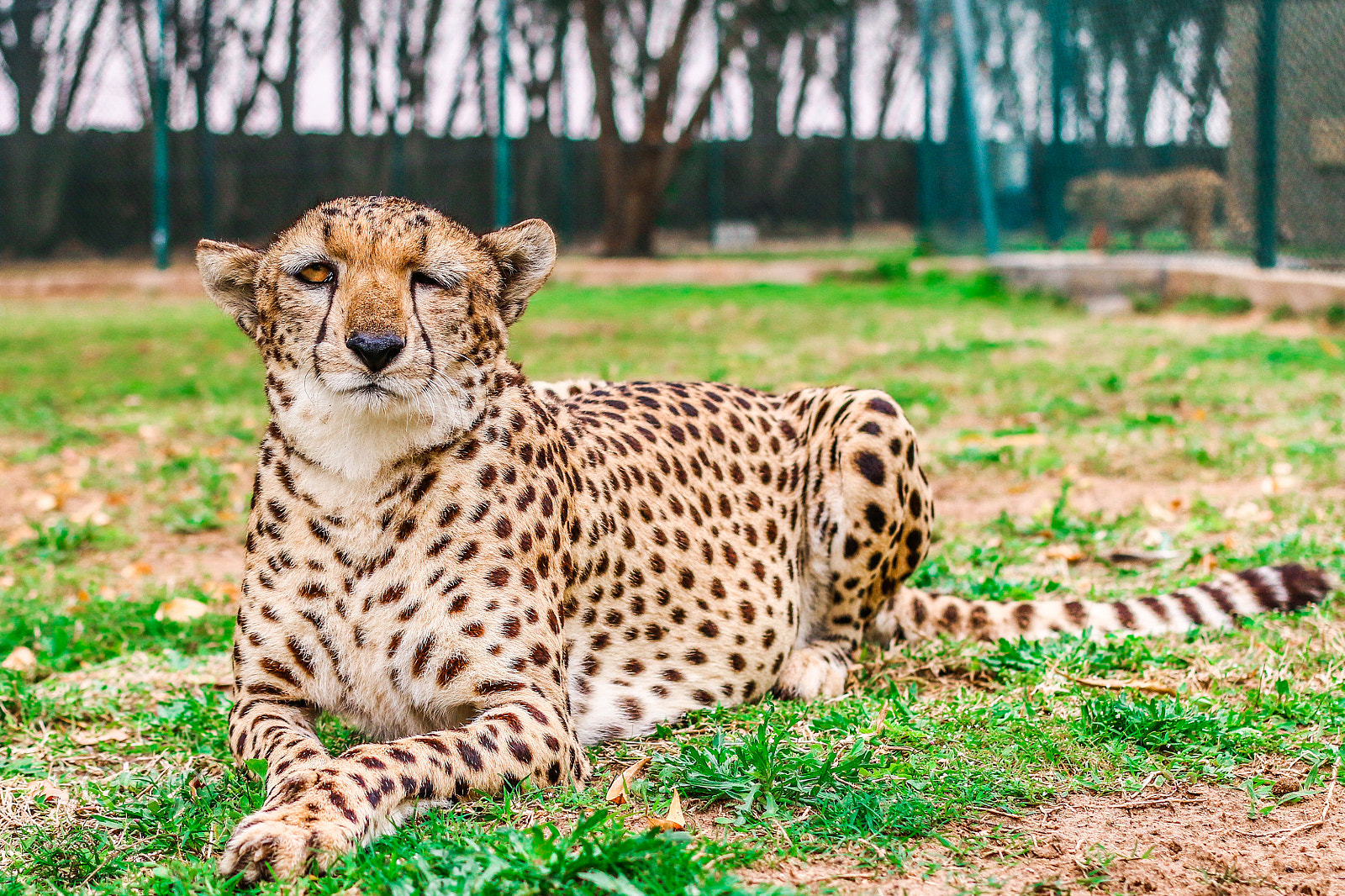 Canon EOS 70D + Canon EF 40mm F2.8 STM sample photo. Nap time soon photography