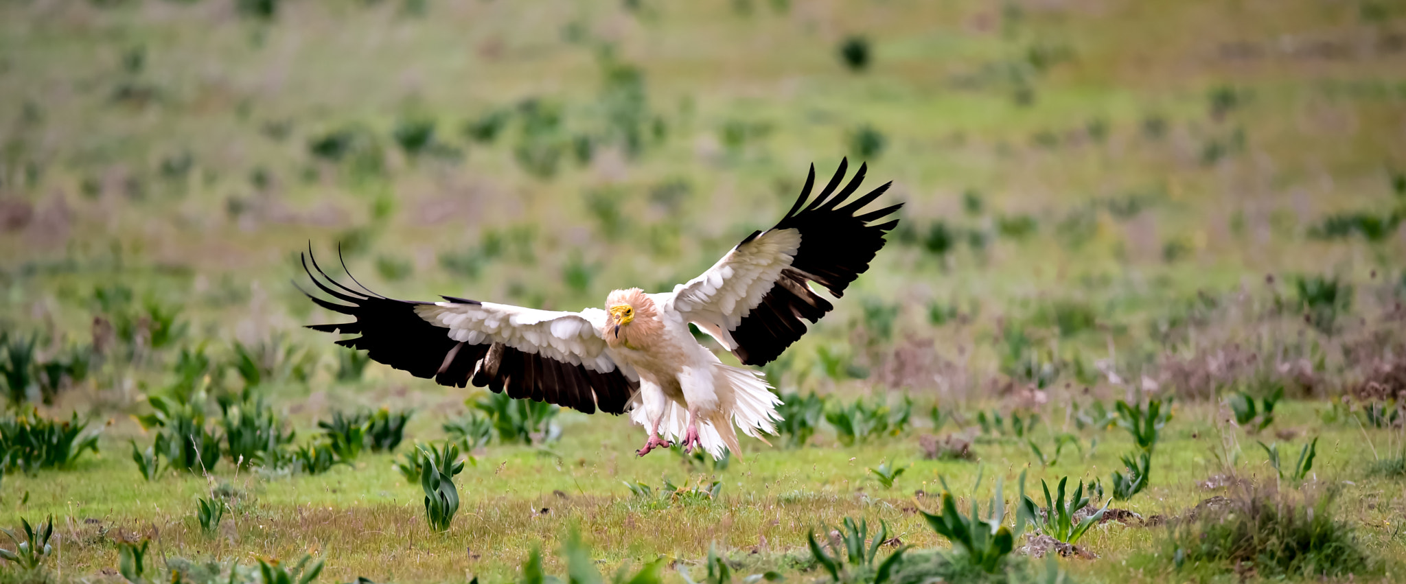 Sigma 150-600mm F5-6.3 DG OS HSM | C sample photo. Alimoche photography