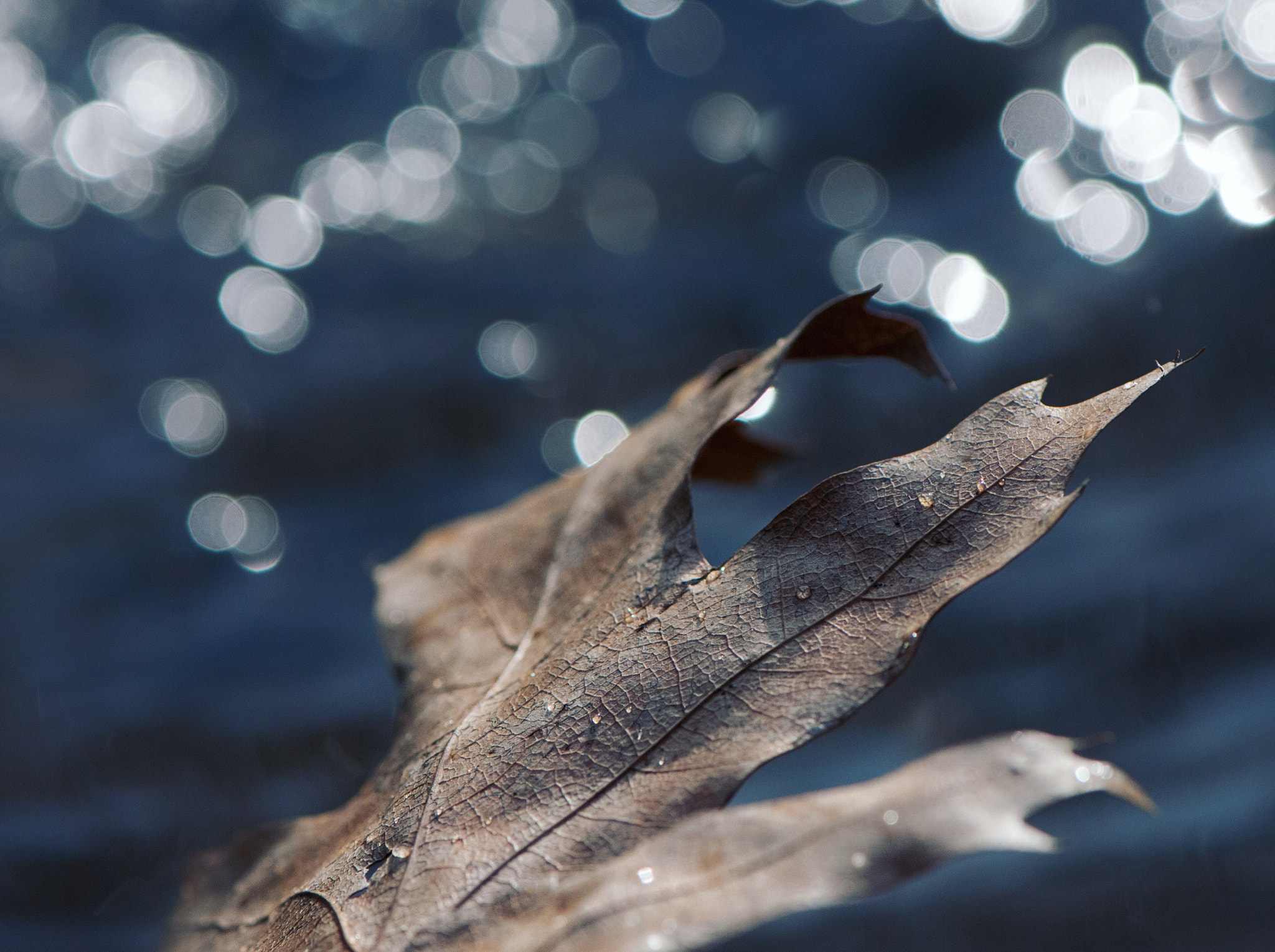 Nikon AF-S Micro-Nikkor 105mm F2.8G IF-ED VR sample photo. Magic photography