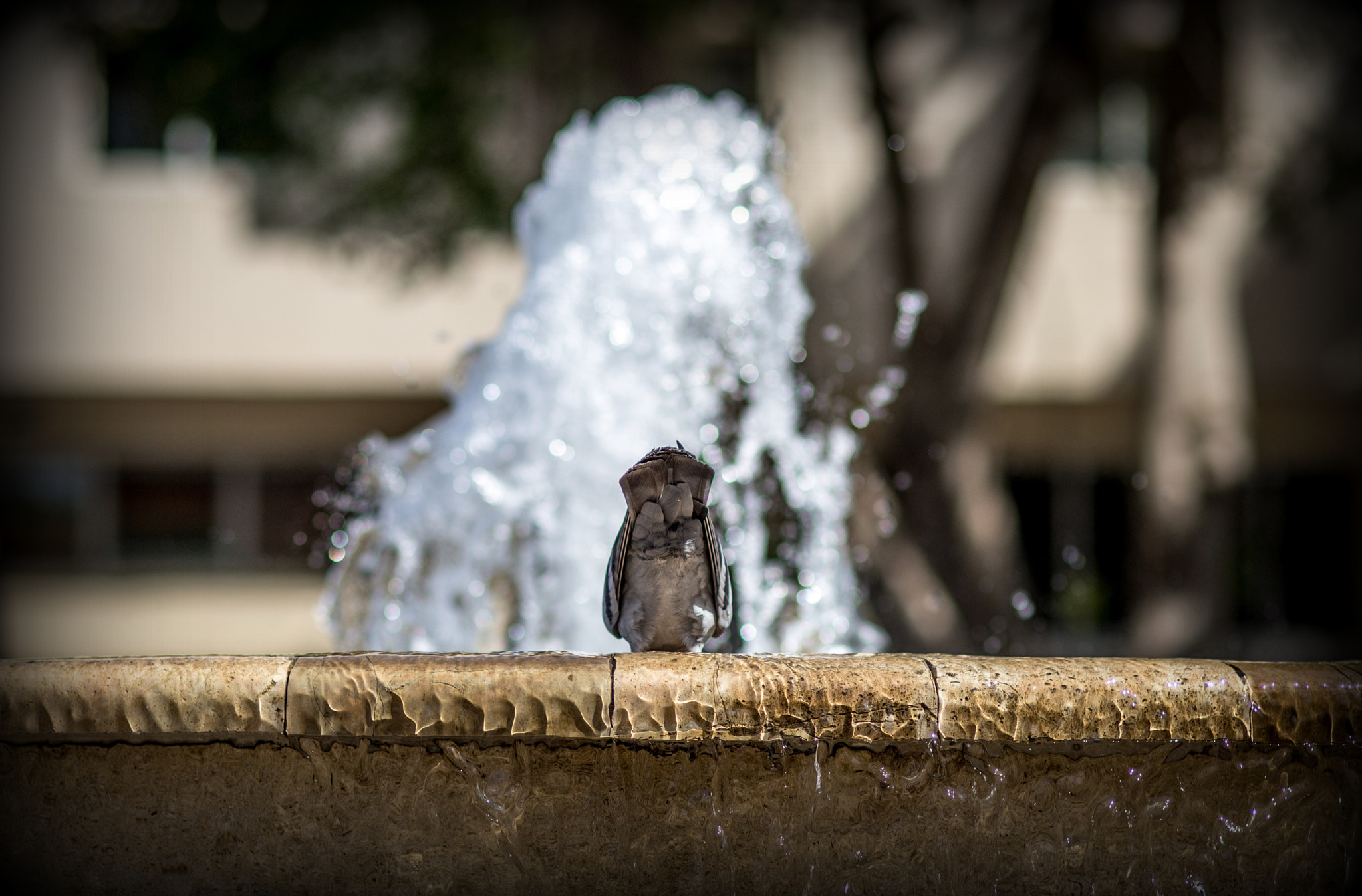 Canon EF 100mm F2.0 USM sample photo. Flashing photography